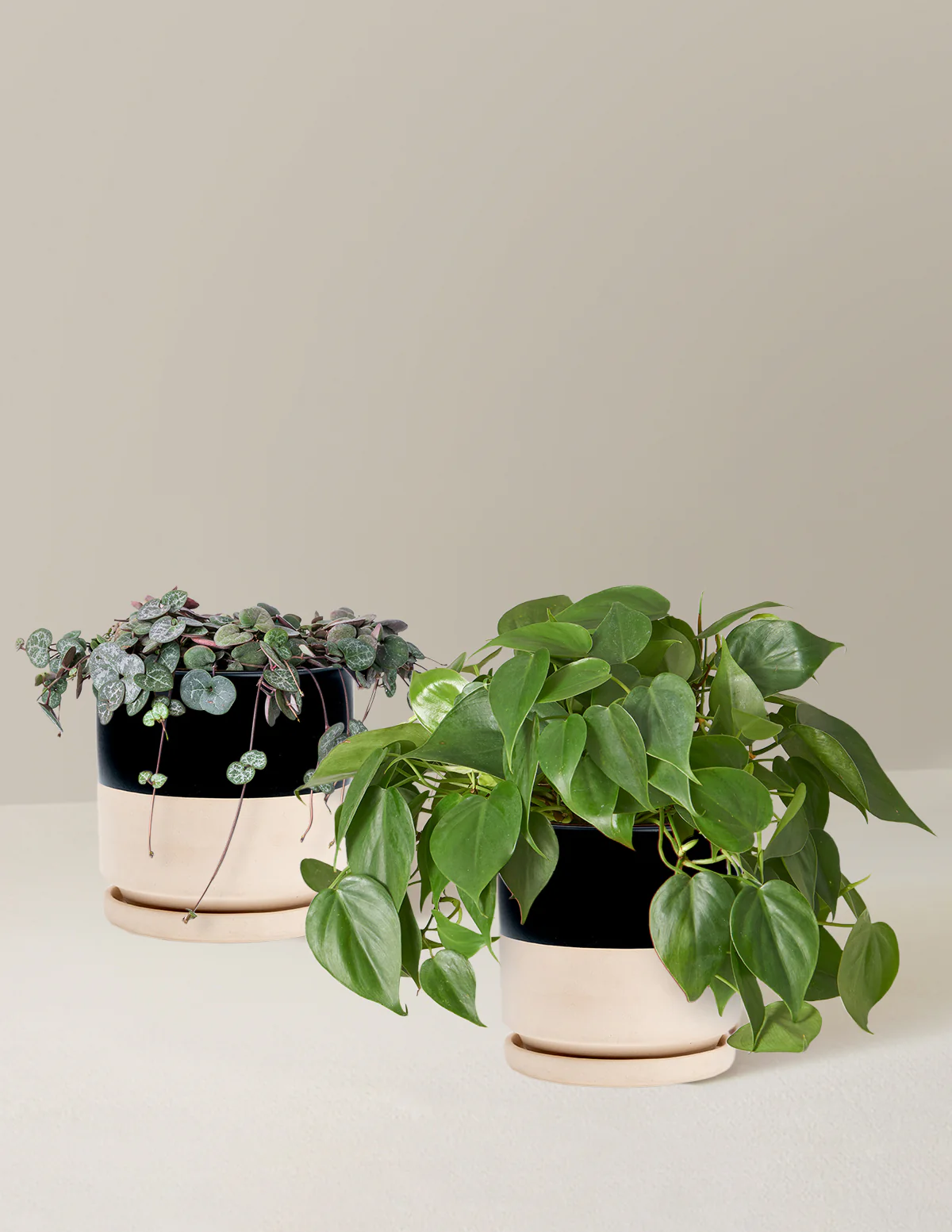Trailing Hearts Duo - Image 5
