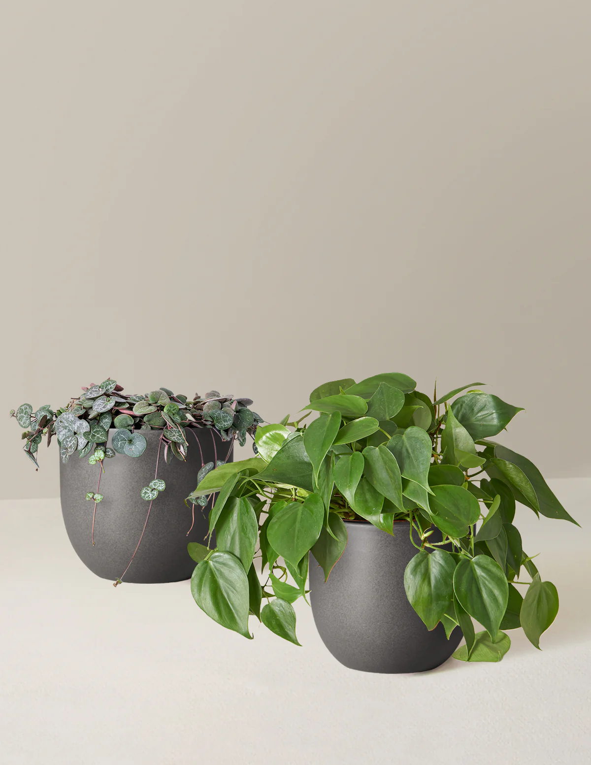 Trailing Hearts Duo - Image 6