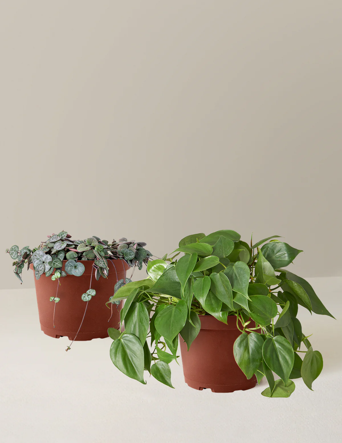 Trailing Hearts Duo - Image 8