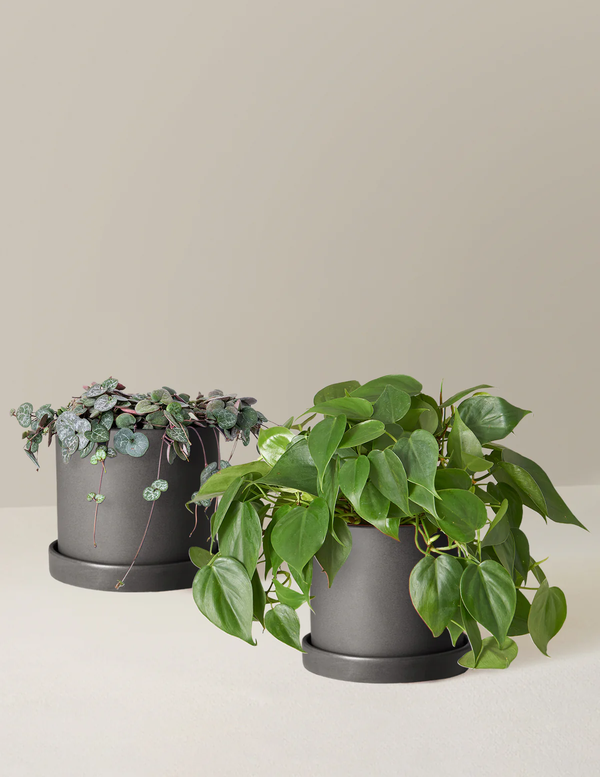 Trailing Hearts Duo - Image 9