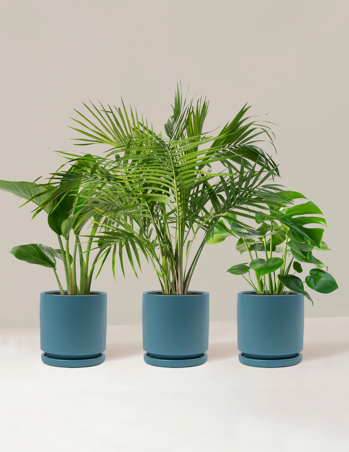 Tropical Trio - Image 10