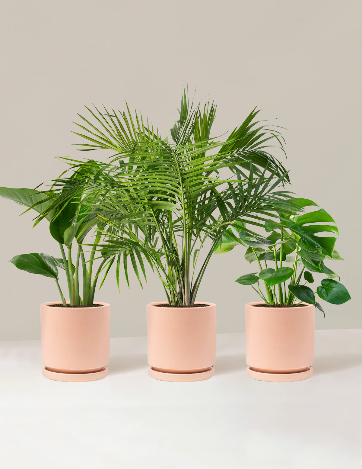 Tropical Trio - Image 11