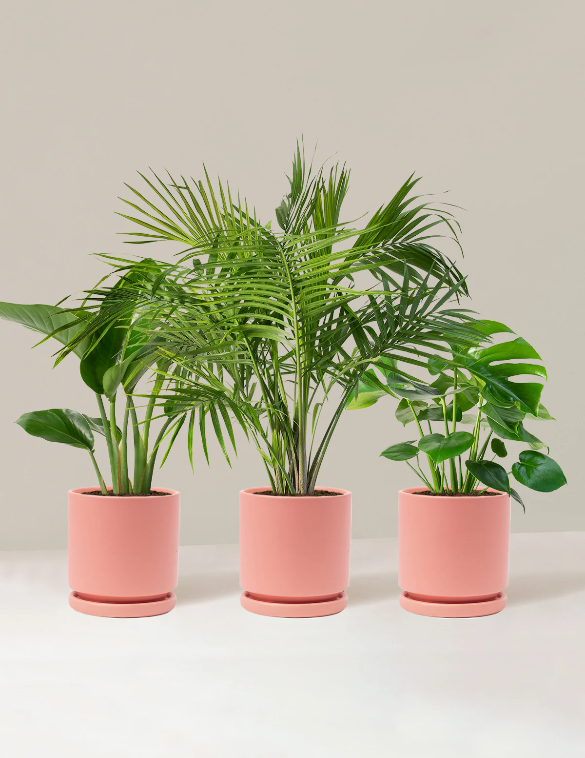 Tropical Trio - Image 12
