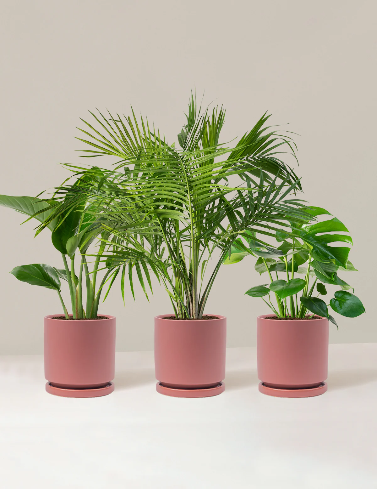 Tropical Trio - Image 13