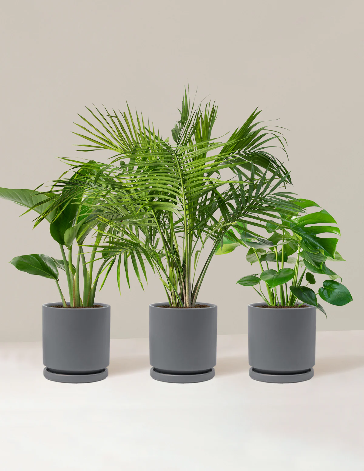 Tropical Trio - Image 14