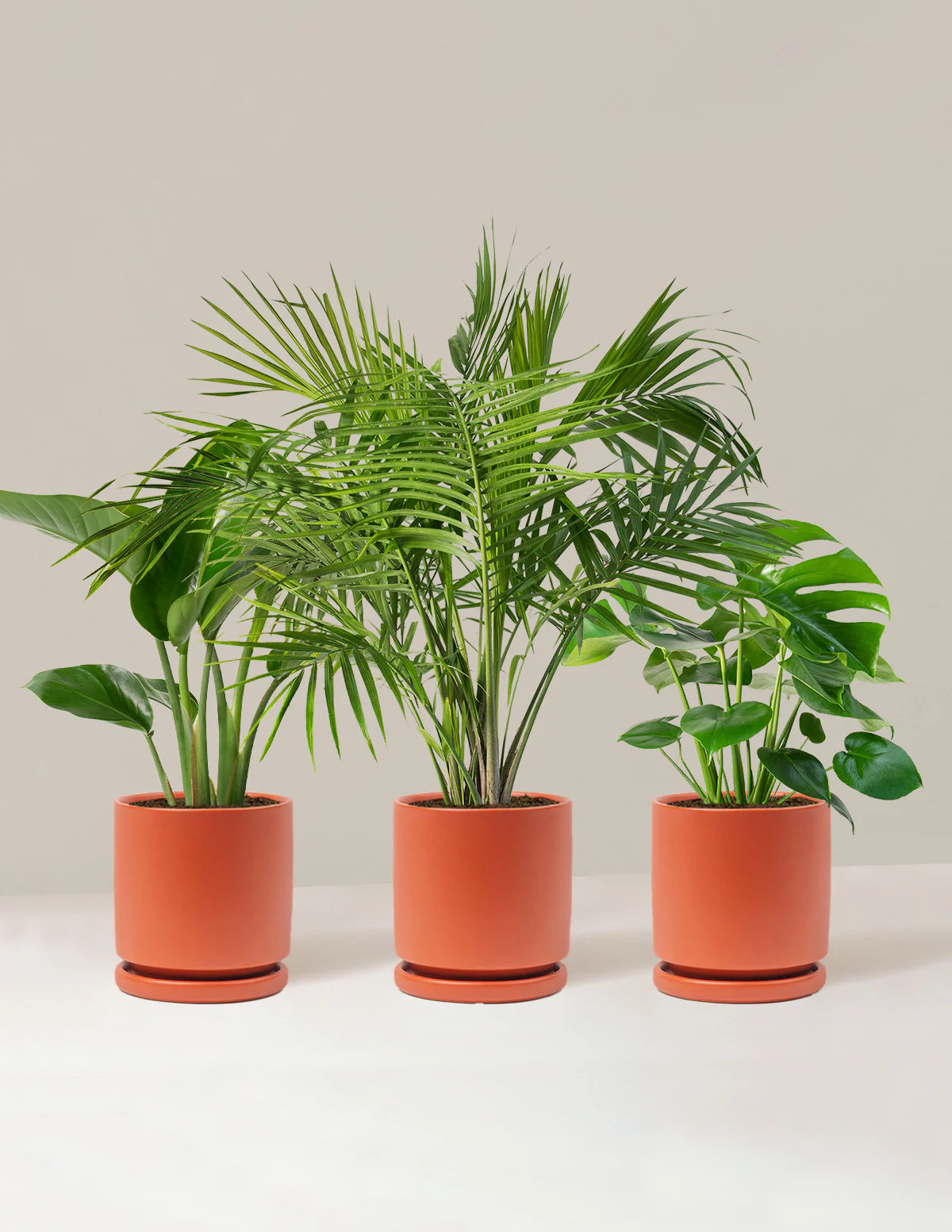 Tropical Trio - Image 15