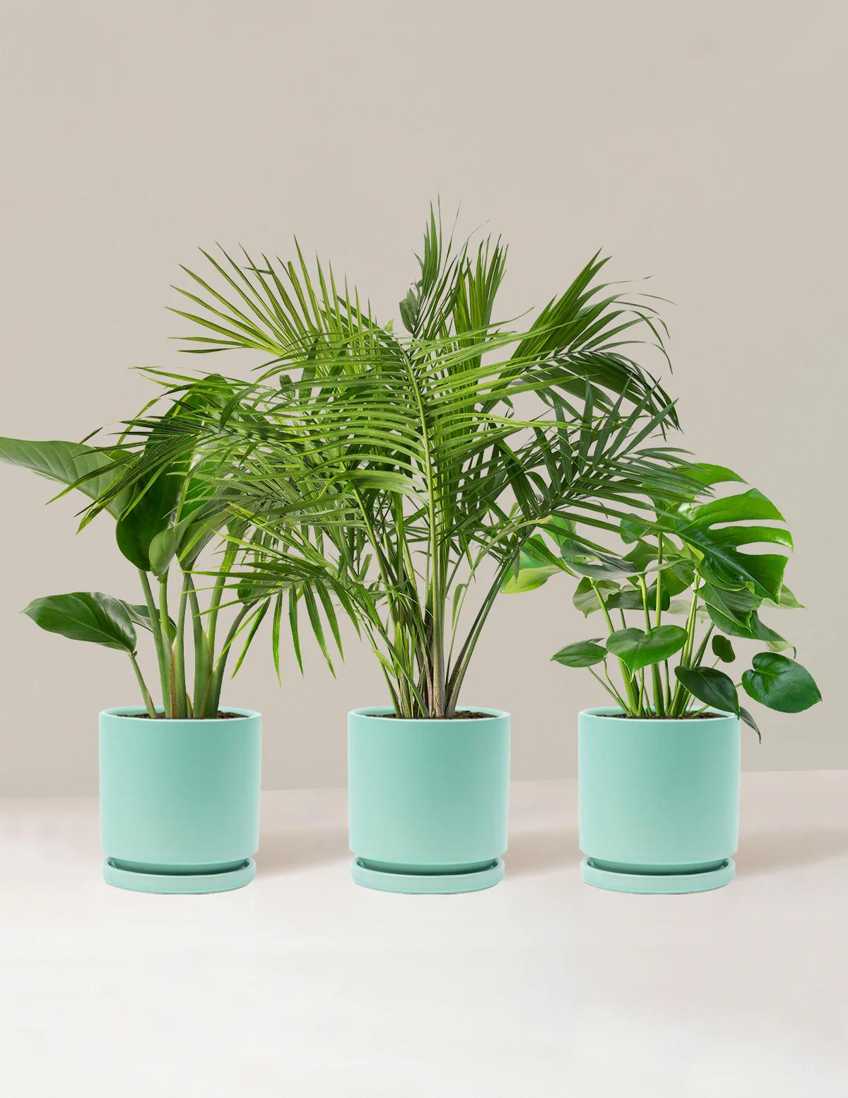 Tropical Trio - Image 16