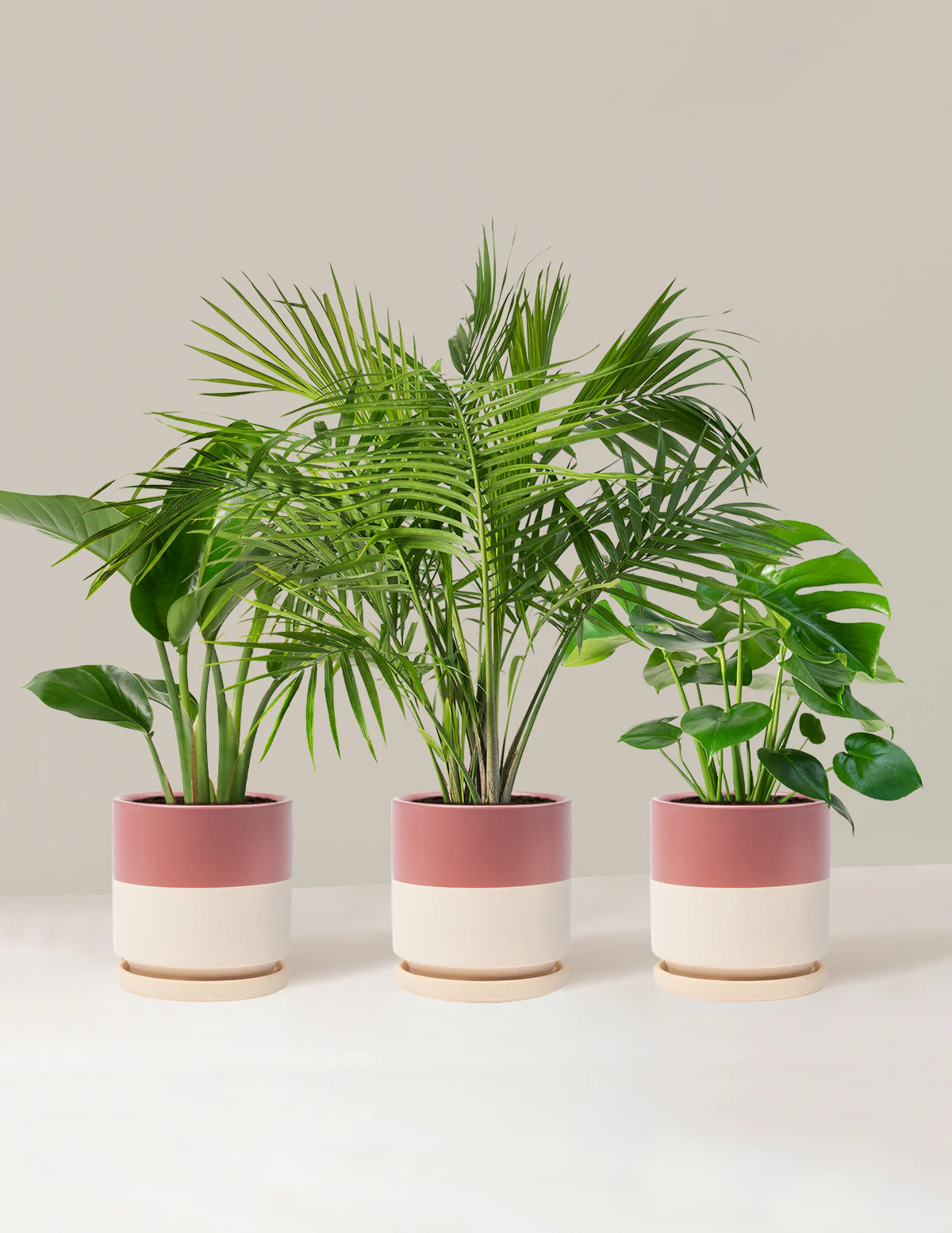 Tropical Trio - Image 17