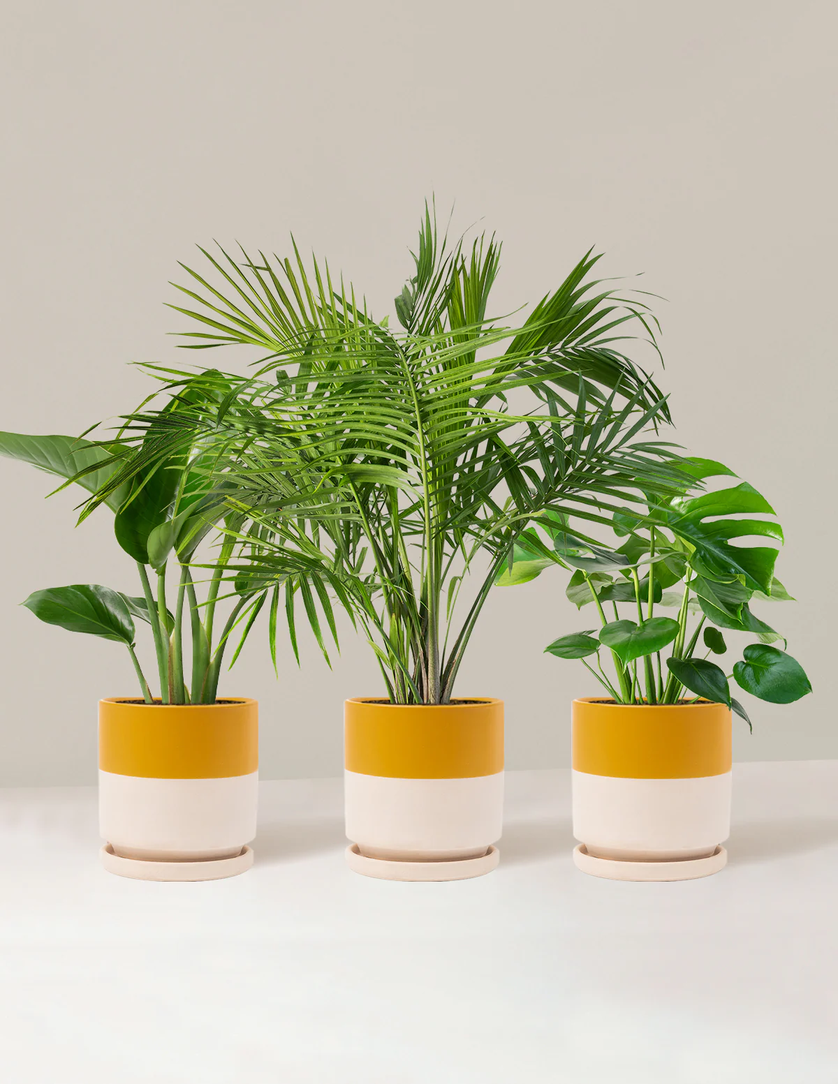 Tropical Trio - Image 18