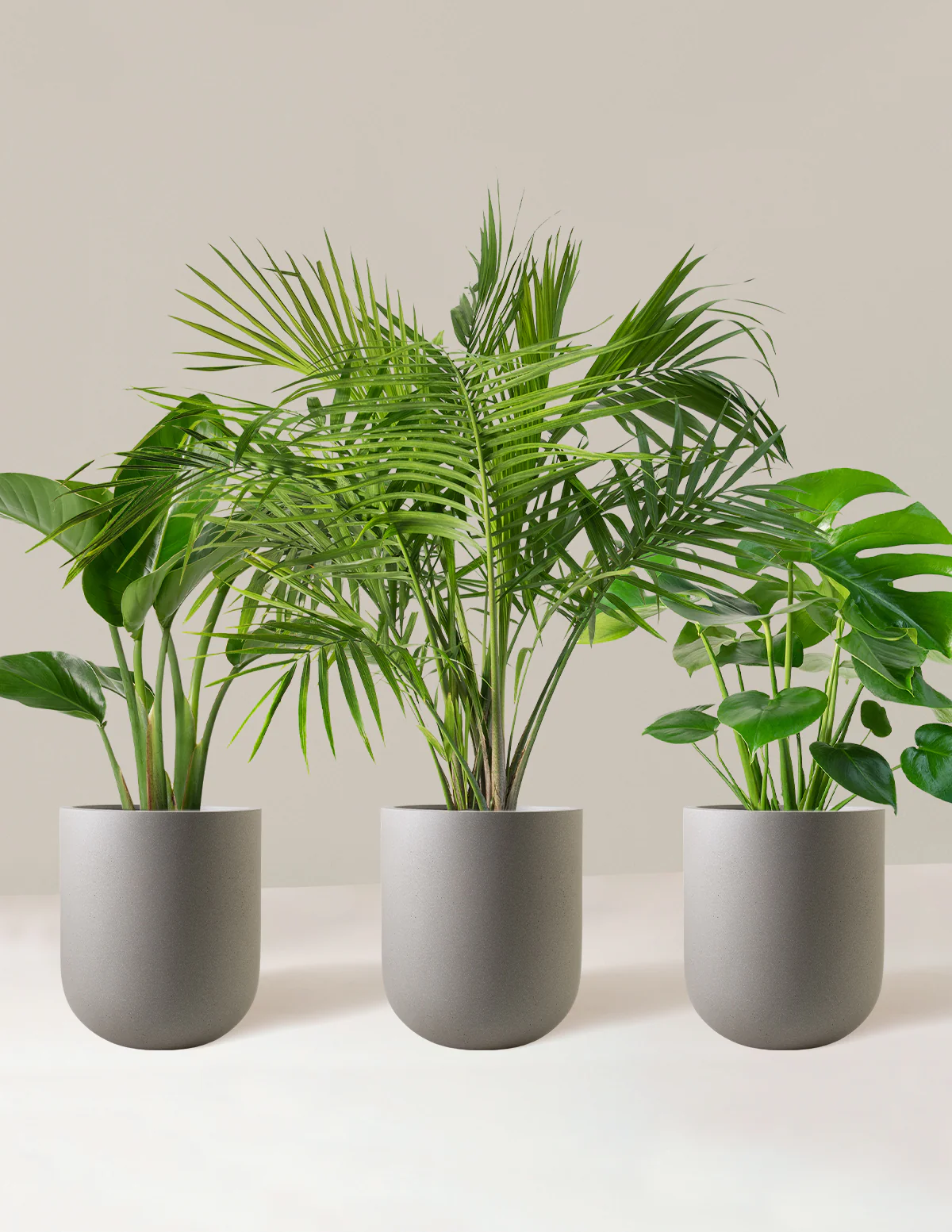 Tropical Trio - Image 3