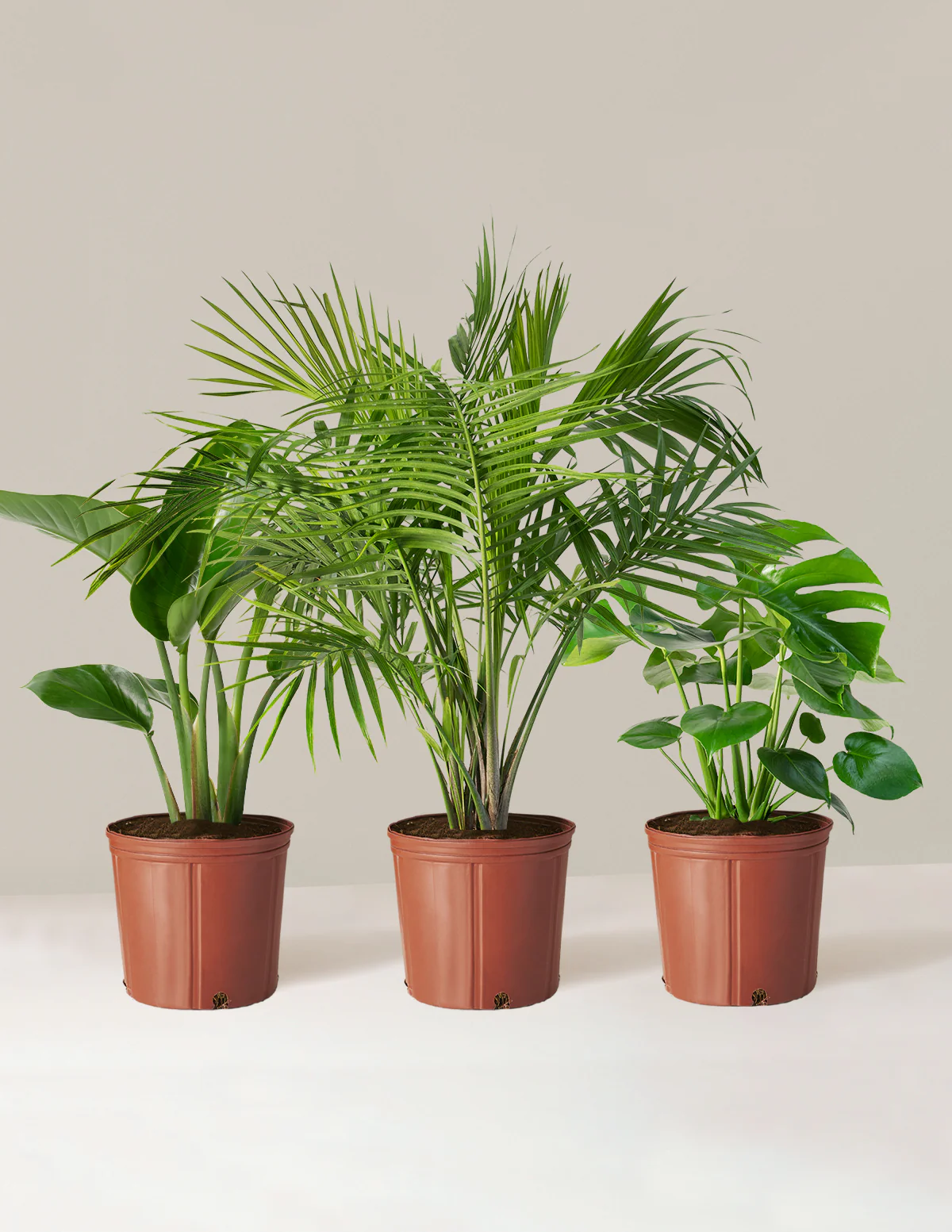 Tropical Trio - Image 5