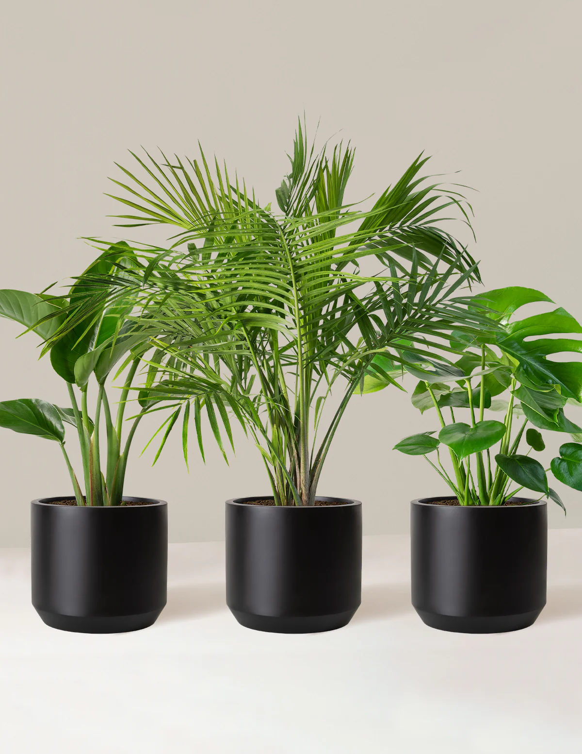 Tropical Trio - Image 6