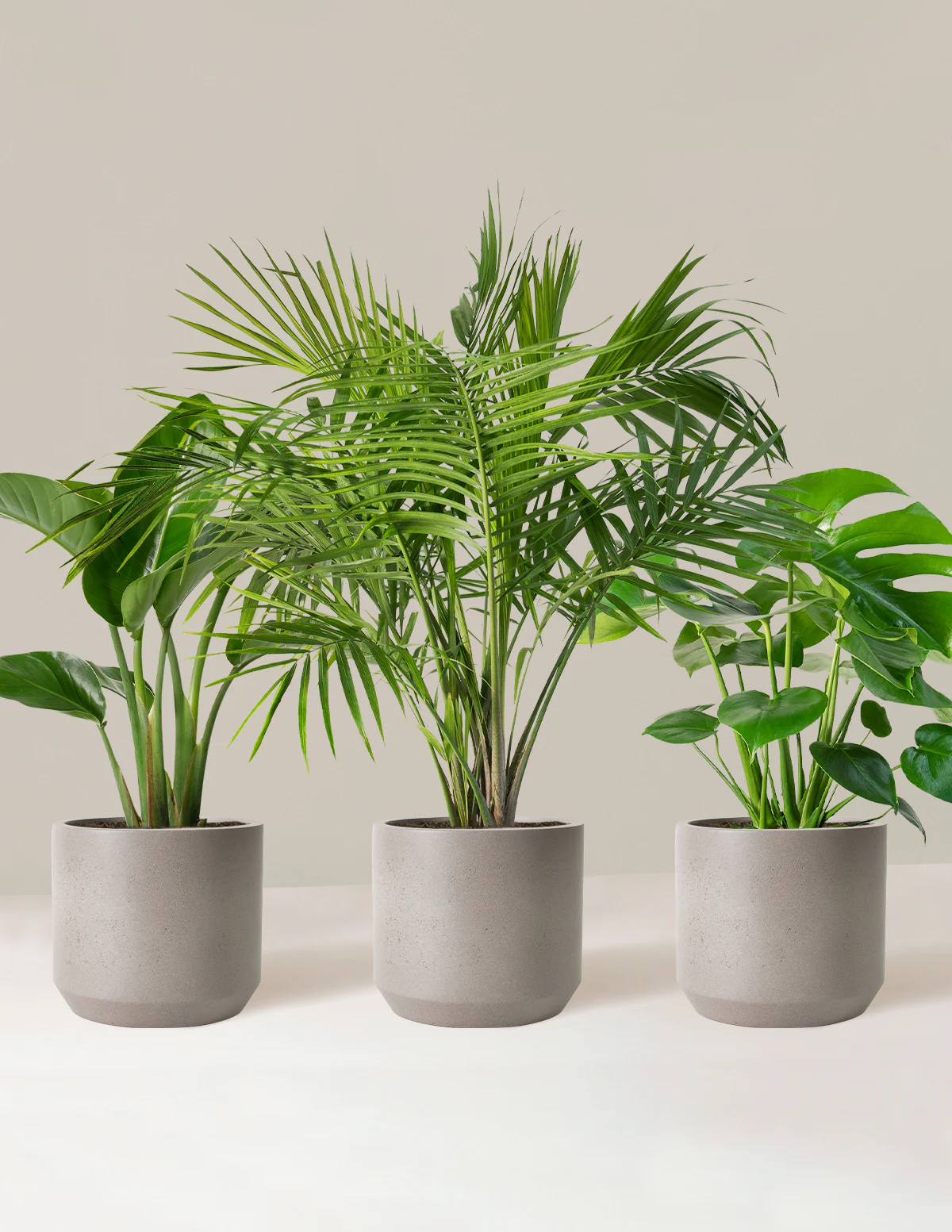 Tropical Trio - Image 7