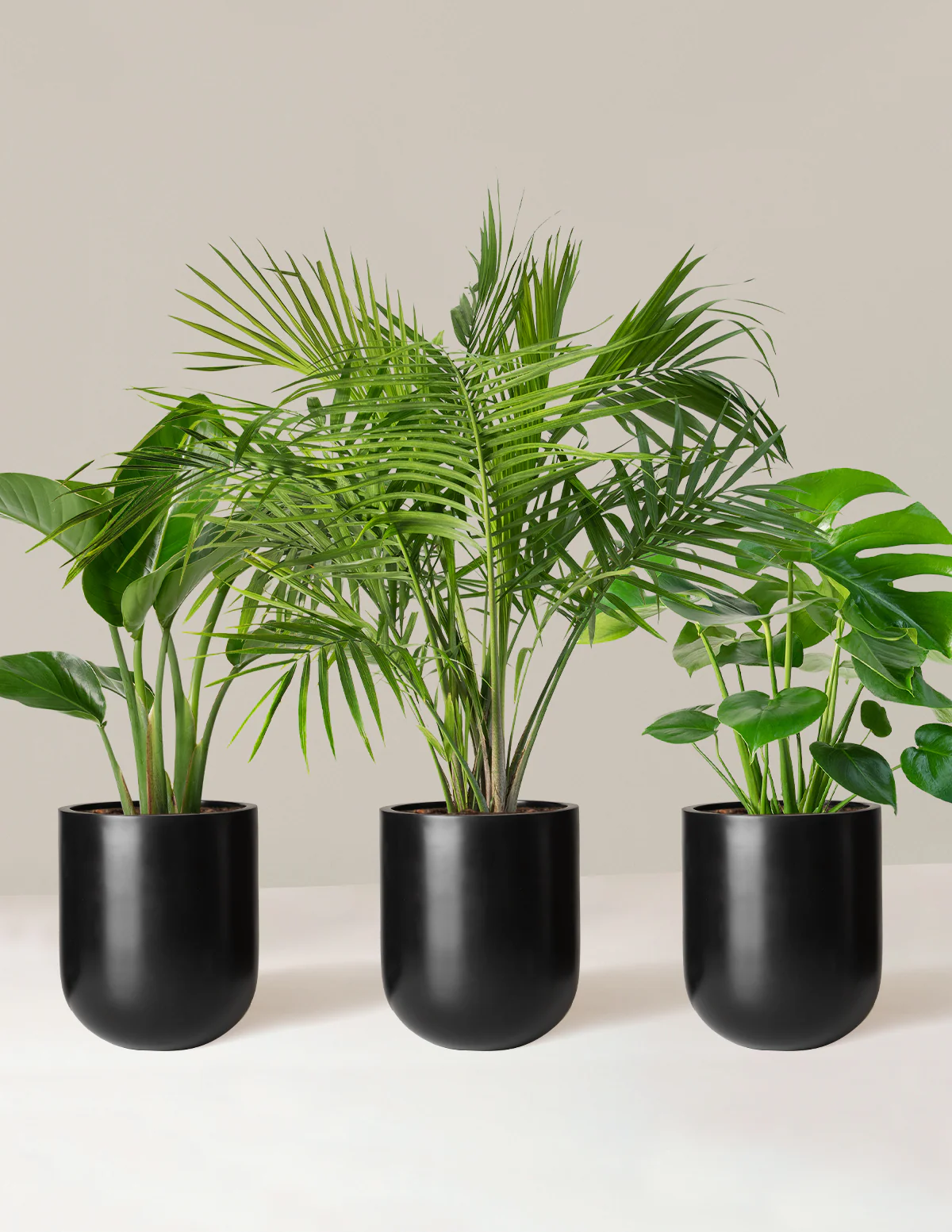 Tropical Trio - Image 8