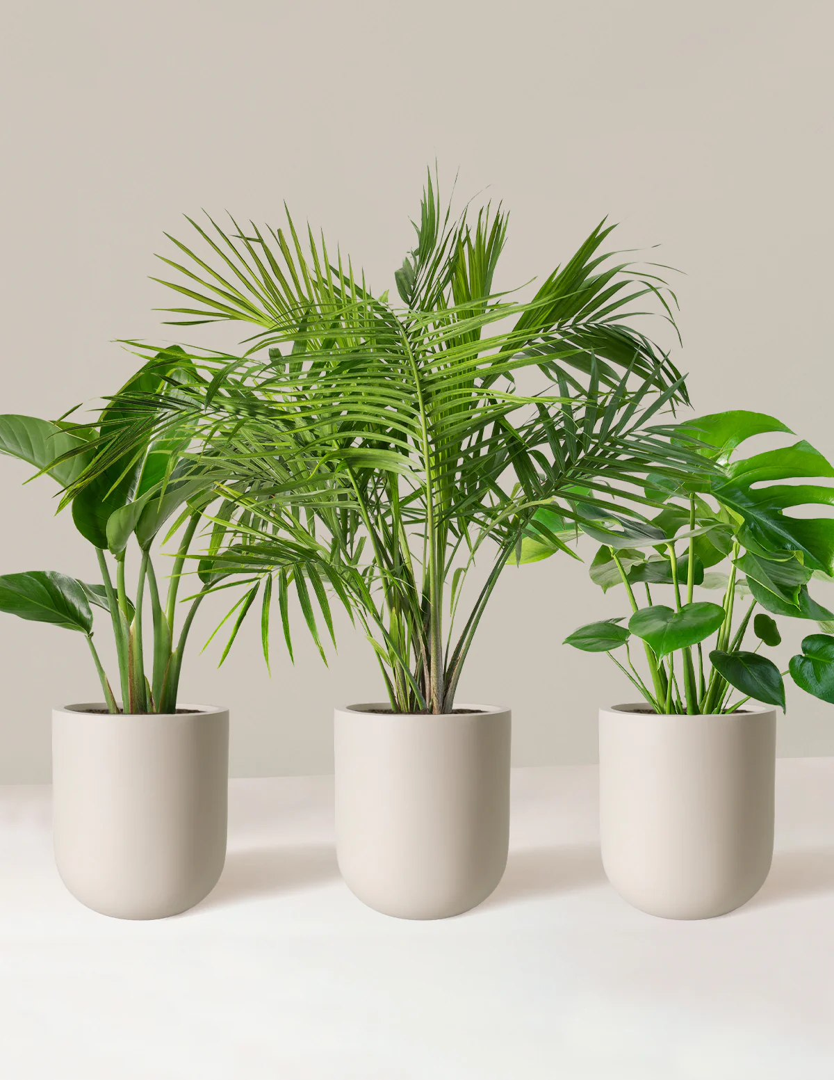 Tropical Trio - Image 9