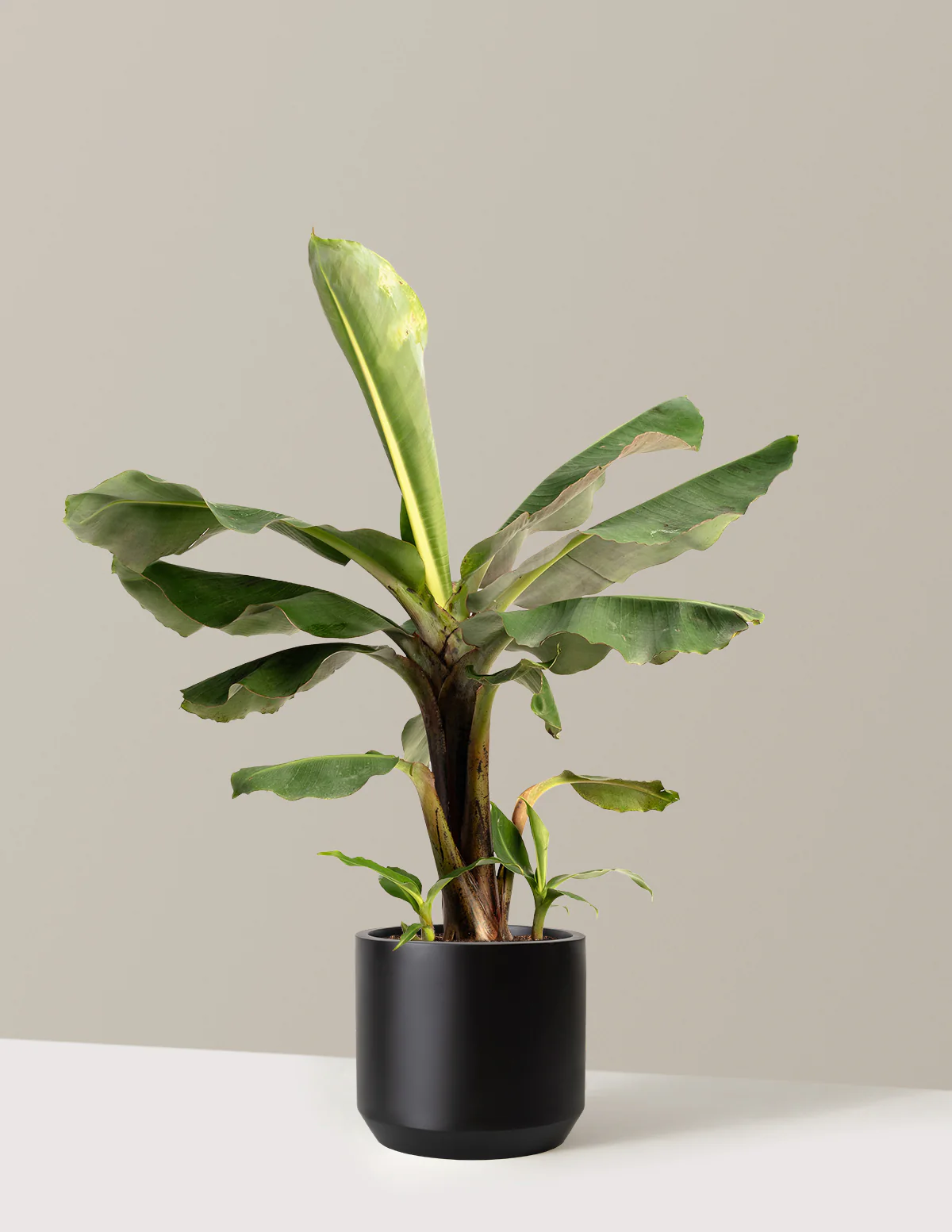 Truly Tiny Dwarf Banana Tree - Image 14