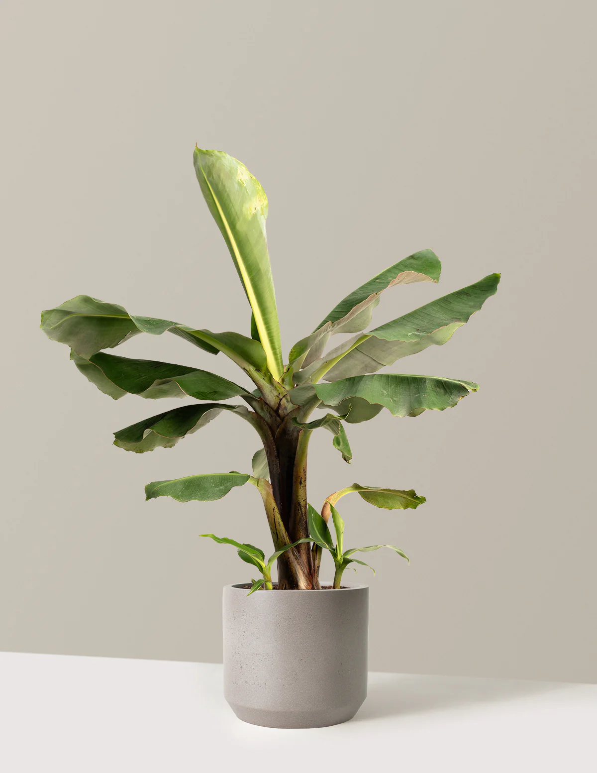 Truly Tiny Dwarf Banana Tree - Image 15