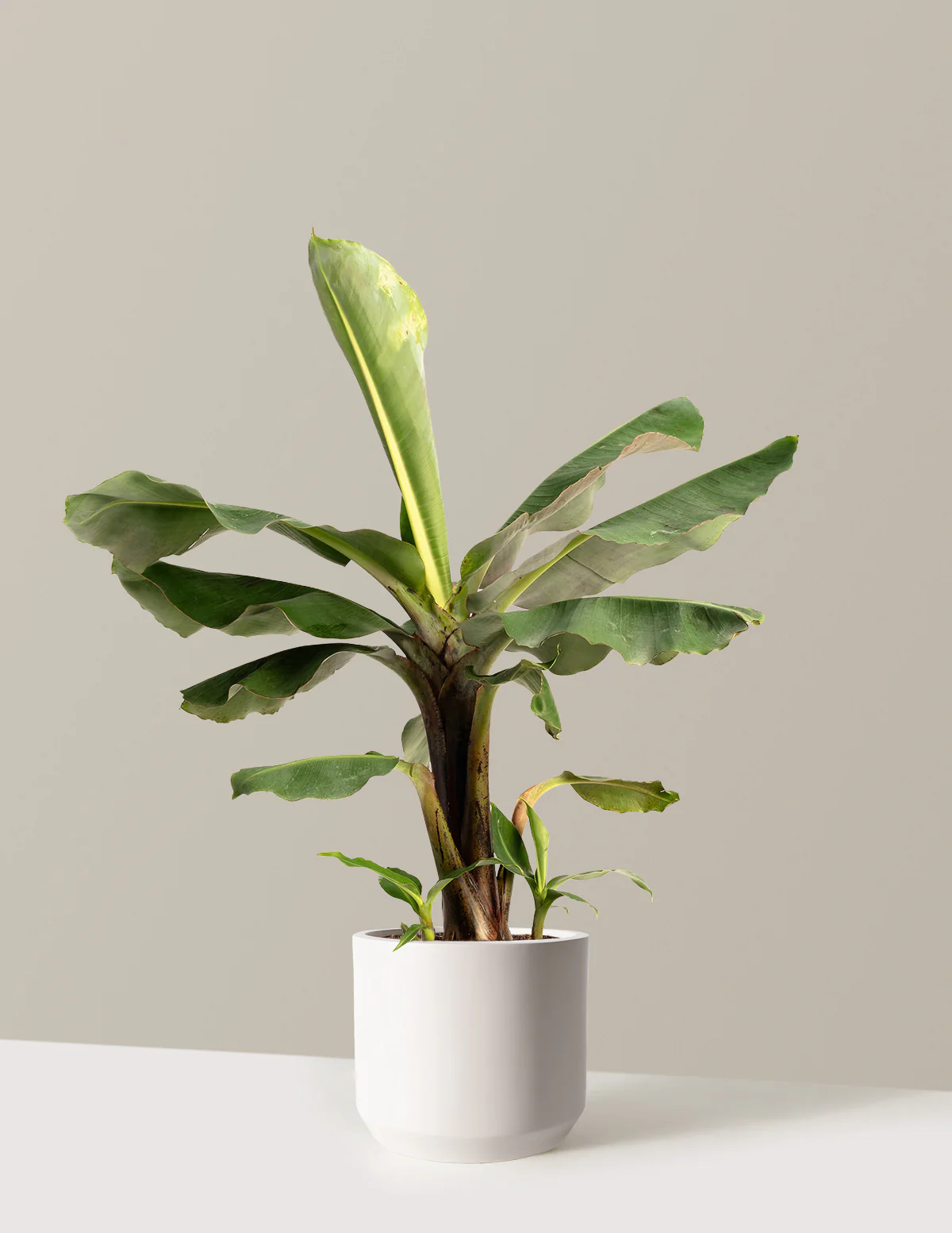 Truly Tiny Dwarf Banana Tree - Image 16
