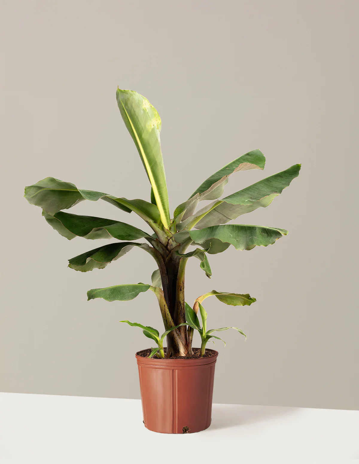 Truly Tiny Dwarf Banana Tree - Image 3