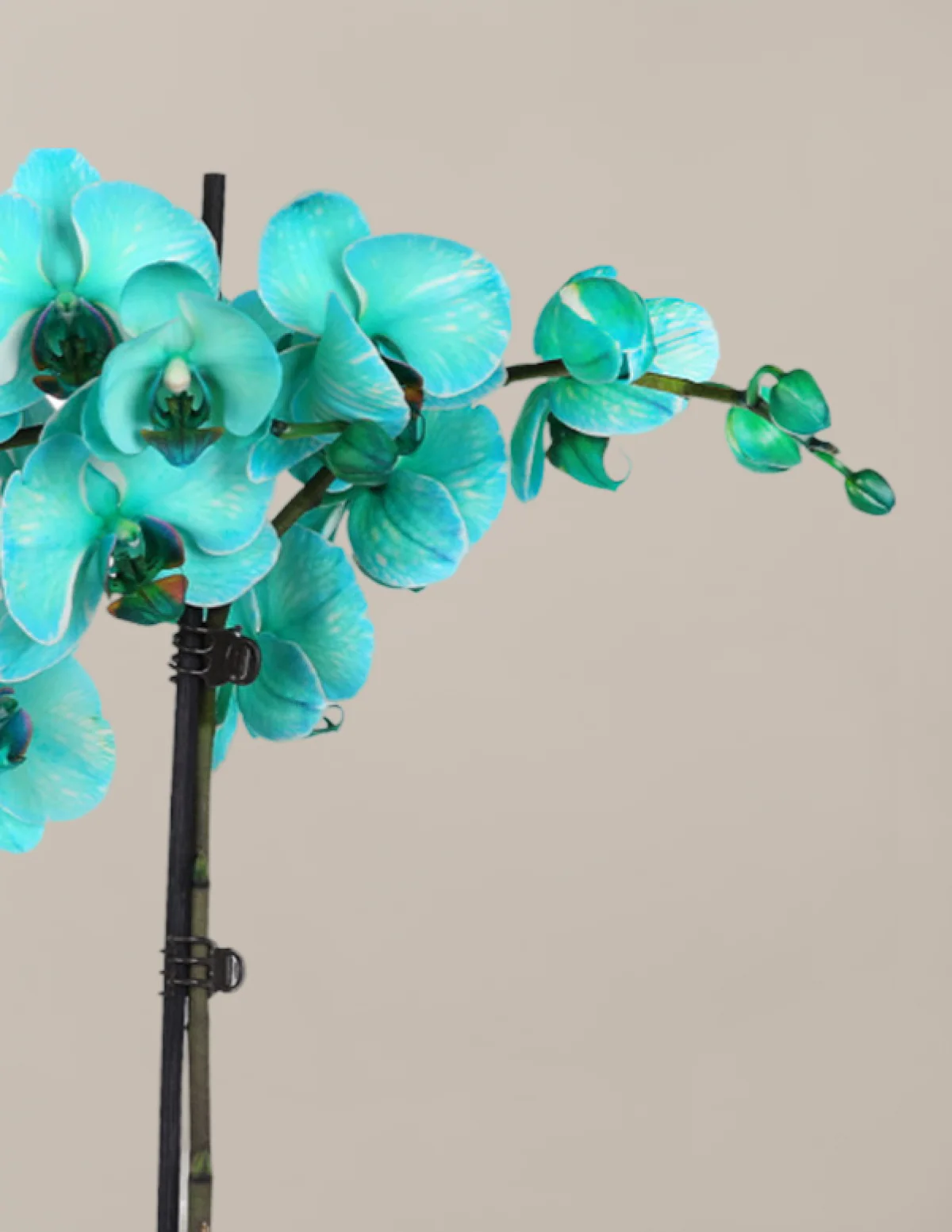 Turquoise Watercolor Double Orchid - Image 3