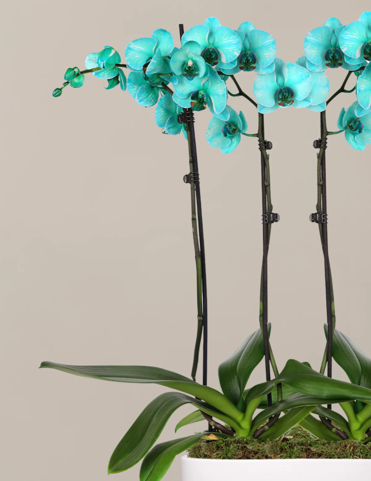 Turquoise Watercolor Double Orchid - Image 4