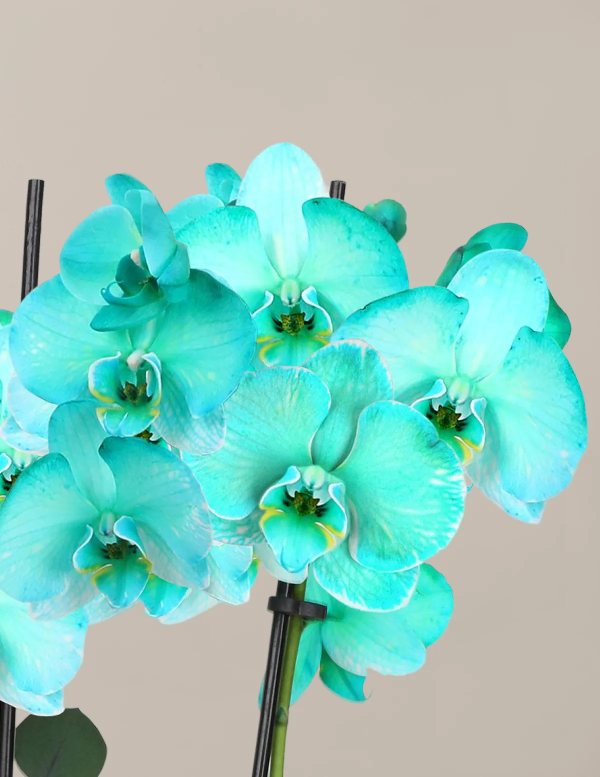 Turquoise Watercolor Double Orchid - Image 5