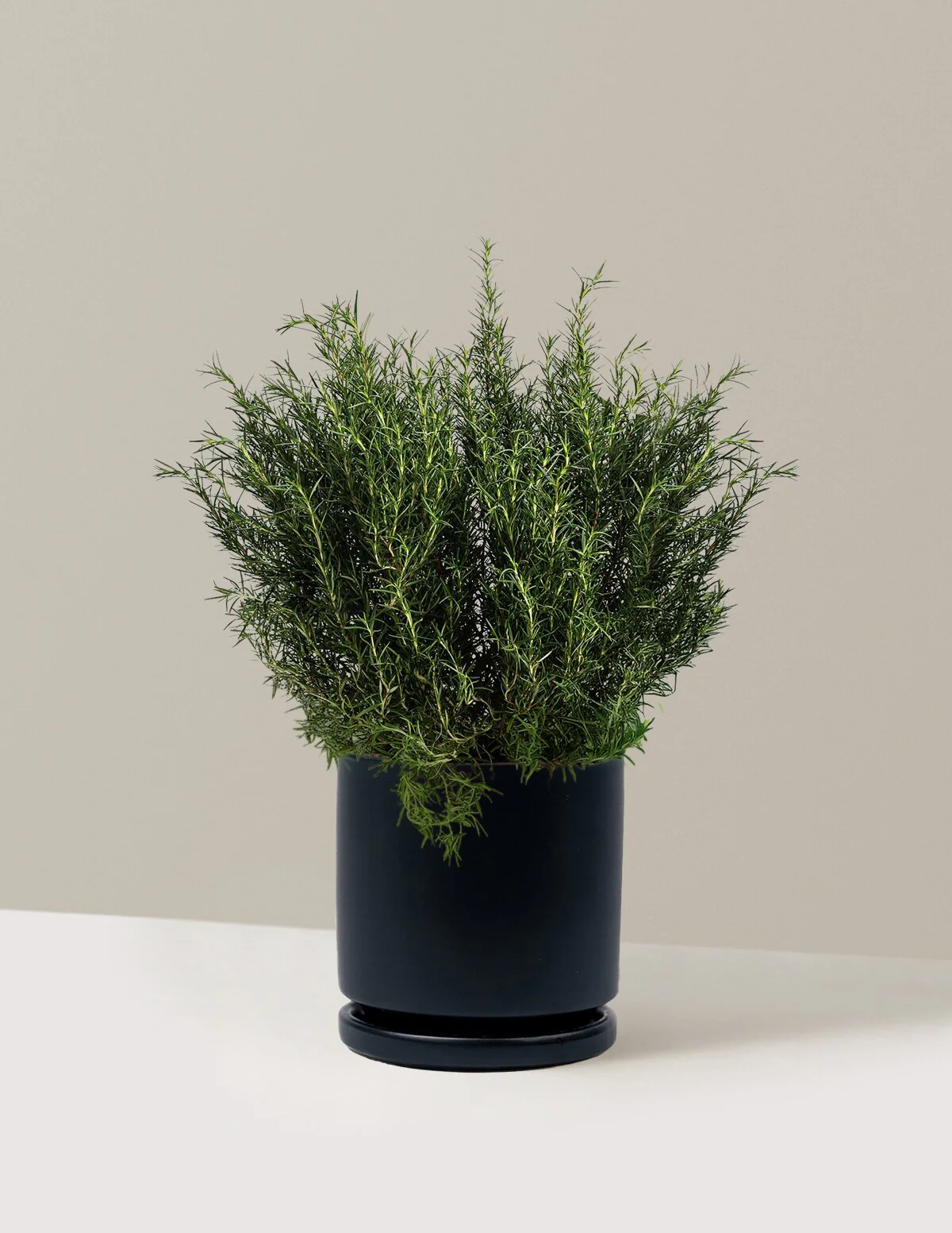 Tuscan Blue Rosemary - Image 11