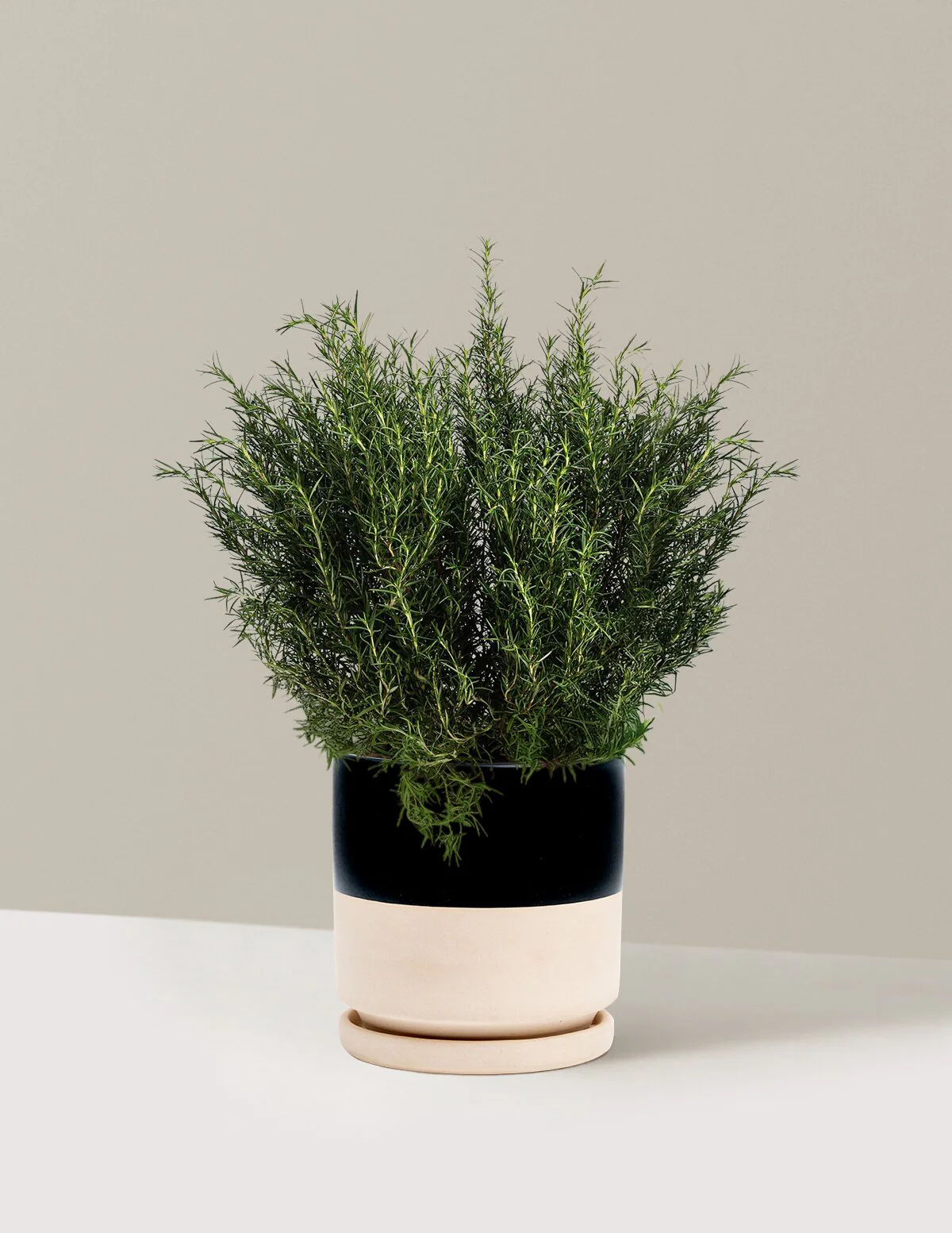 Tuscan Blue Rosemary - Image 13