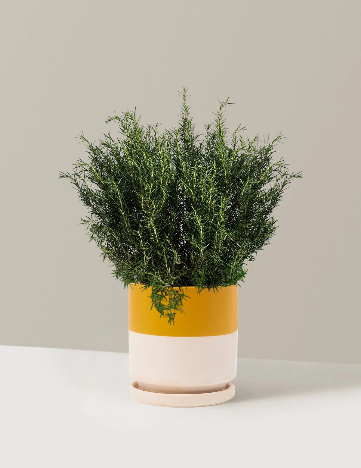 Tuscan Blue Rosemary - Image 15