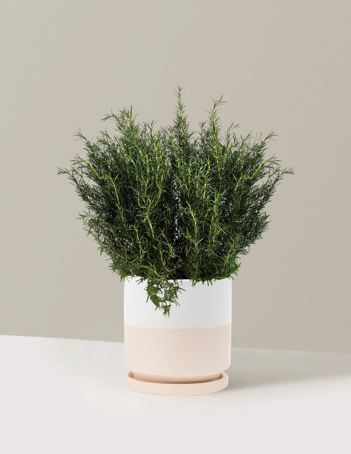 Tuscan Blue Rosemary - Image 16