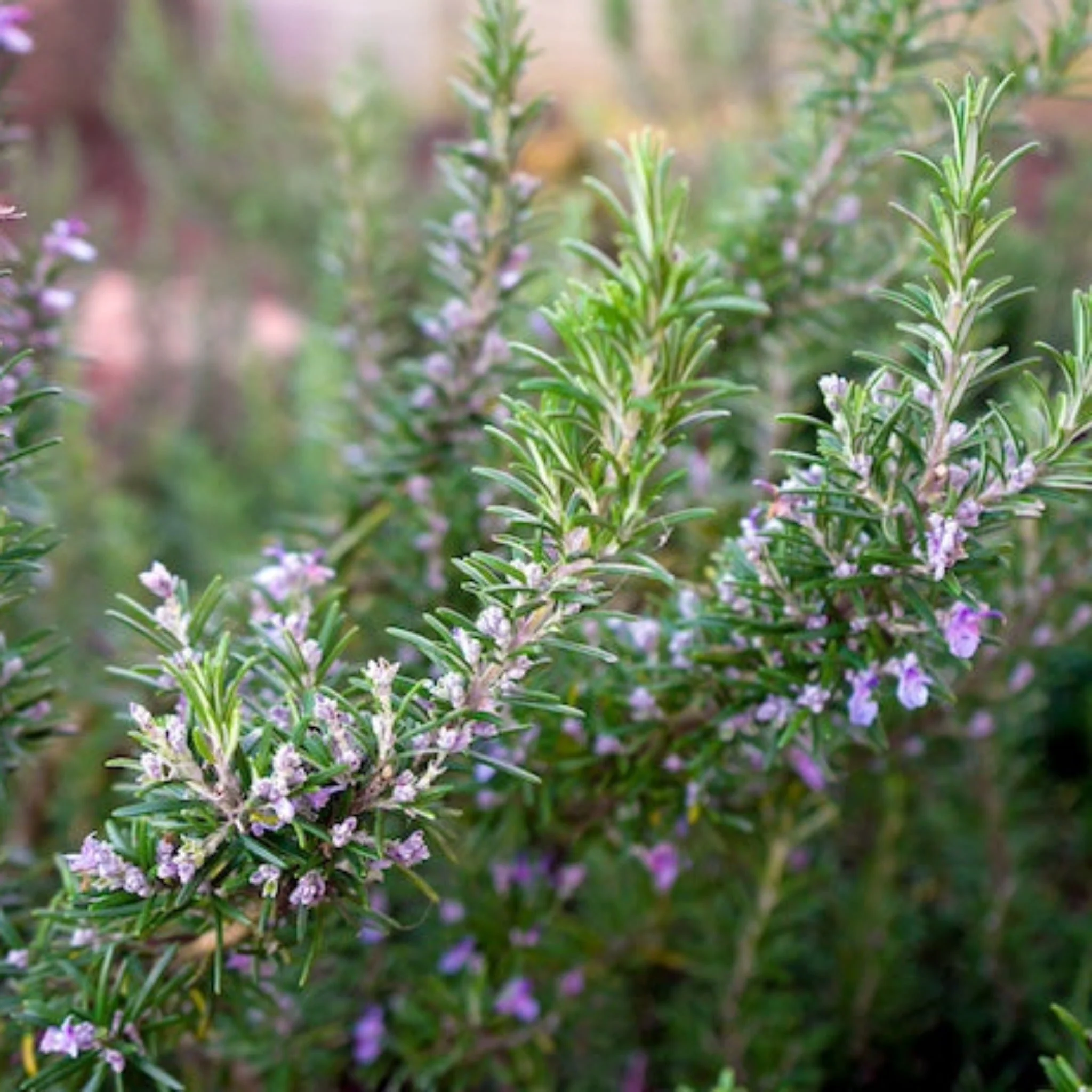 Tuscan Blue Rosemary - Image 2