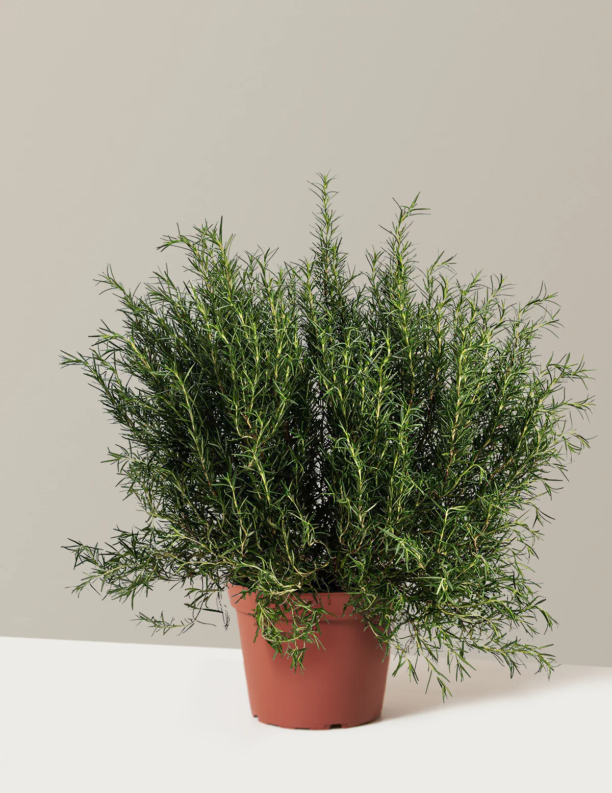 Tuscan Blue Rosemary - Image 3