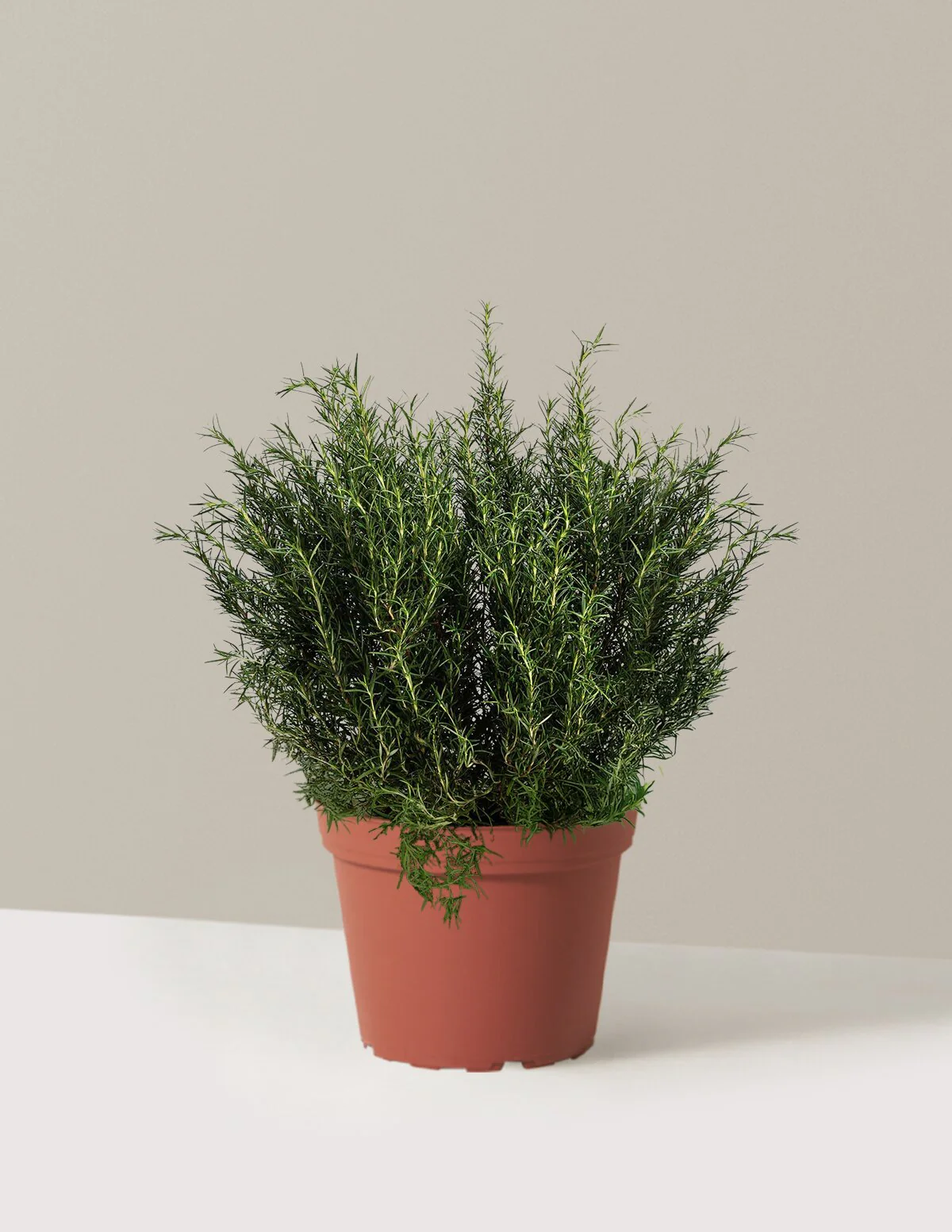 Tuscan Blue Rosemary - Image 9