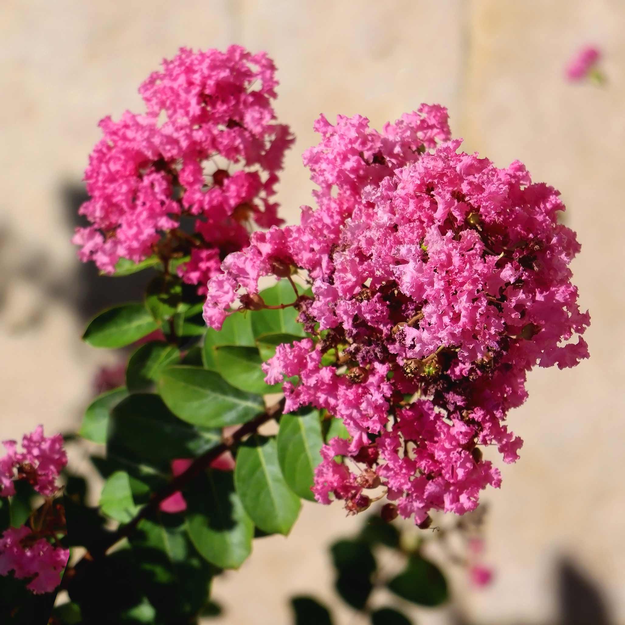 Tuscarora Crapemyrtle - Image 3