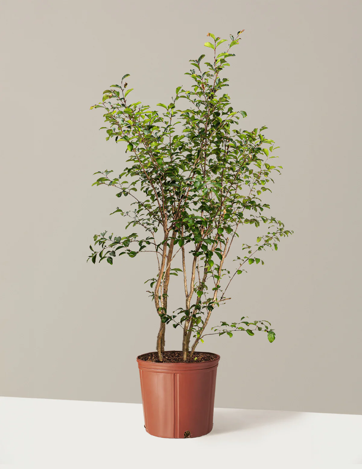 Tuscarora Crapemyrtle - Image 4
