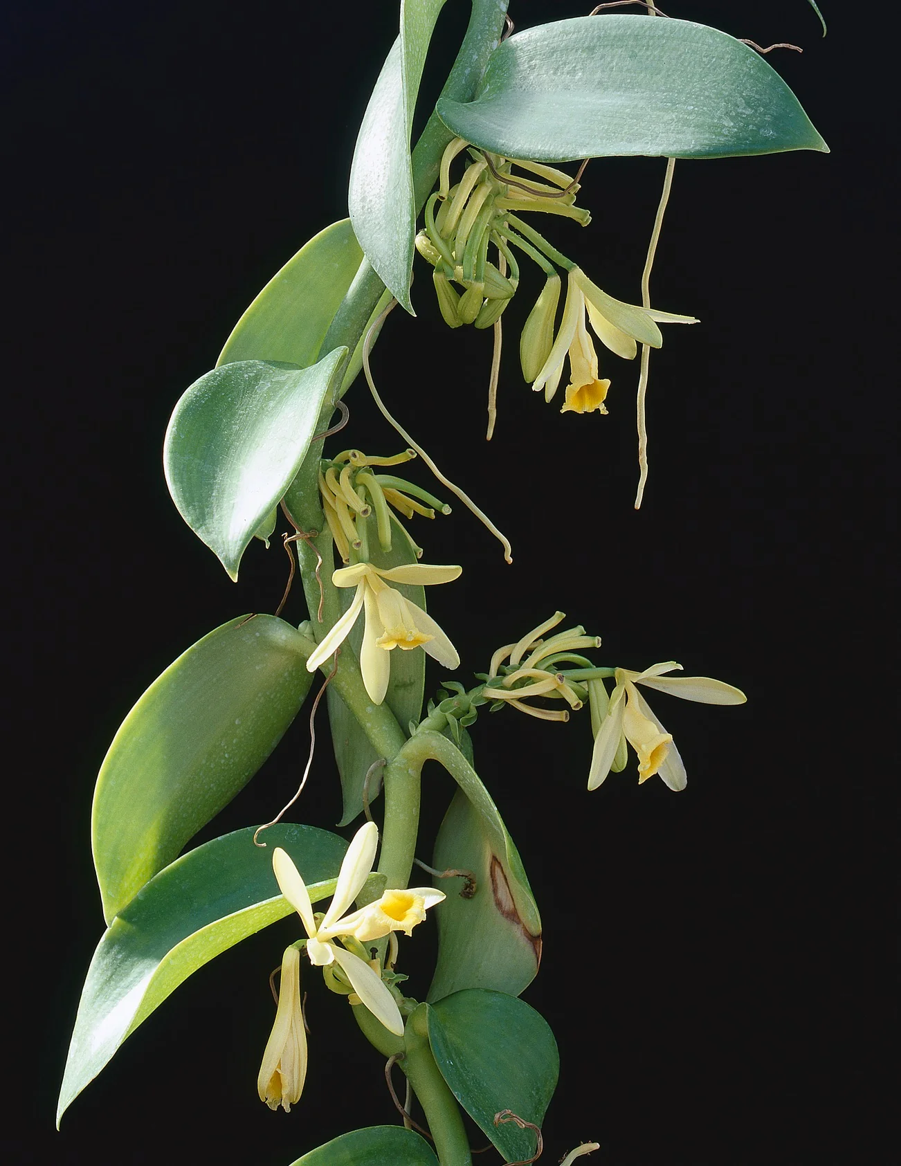 Vanilla Orchid - Image 2