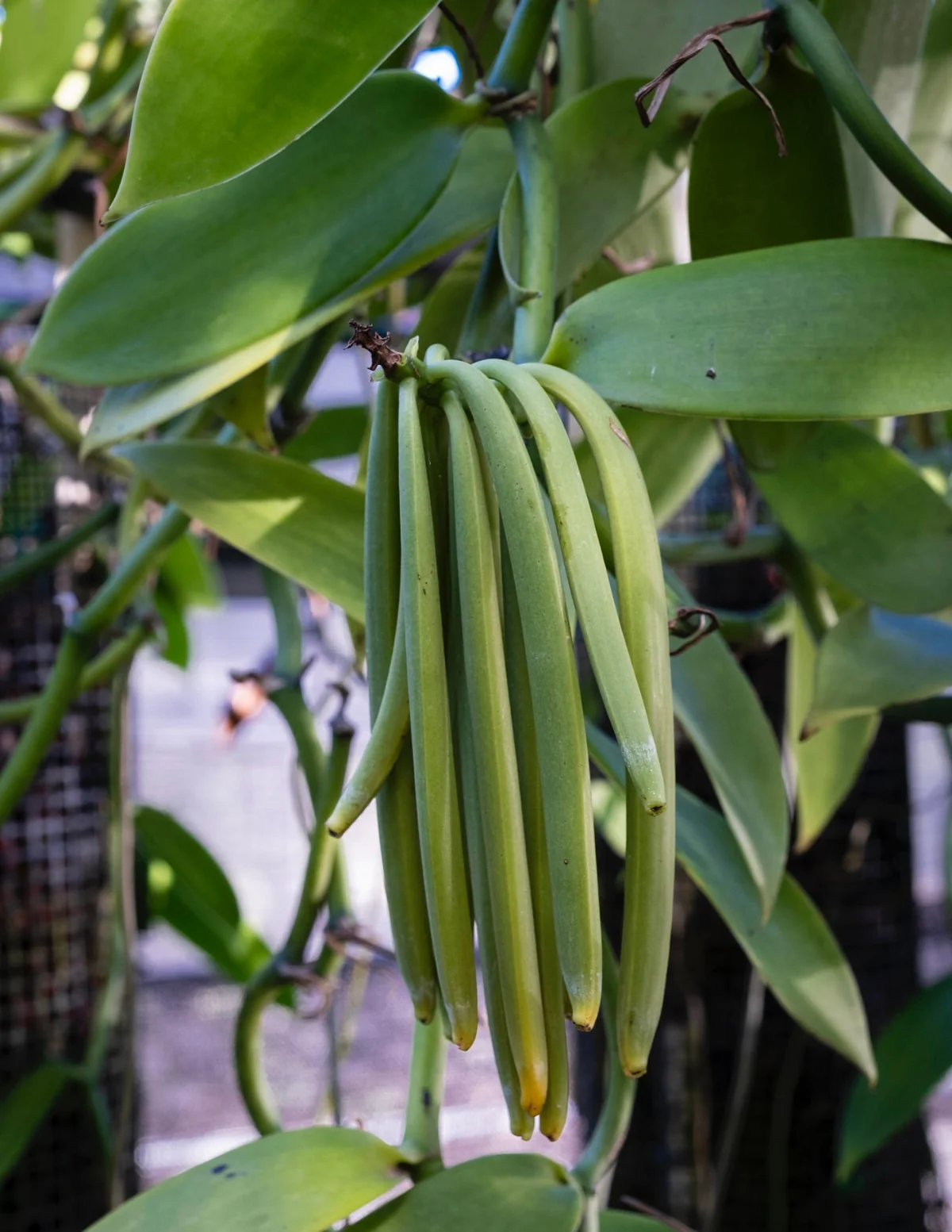 Vanilla Orchid - Image 3