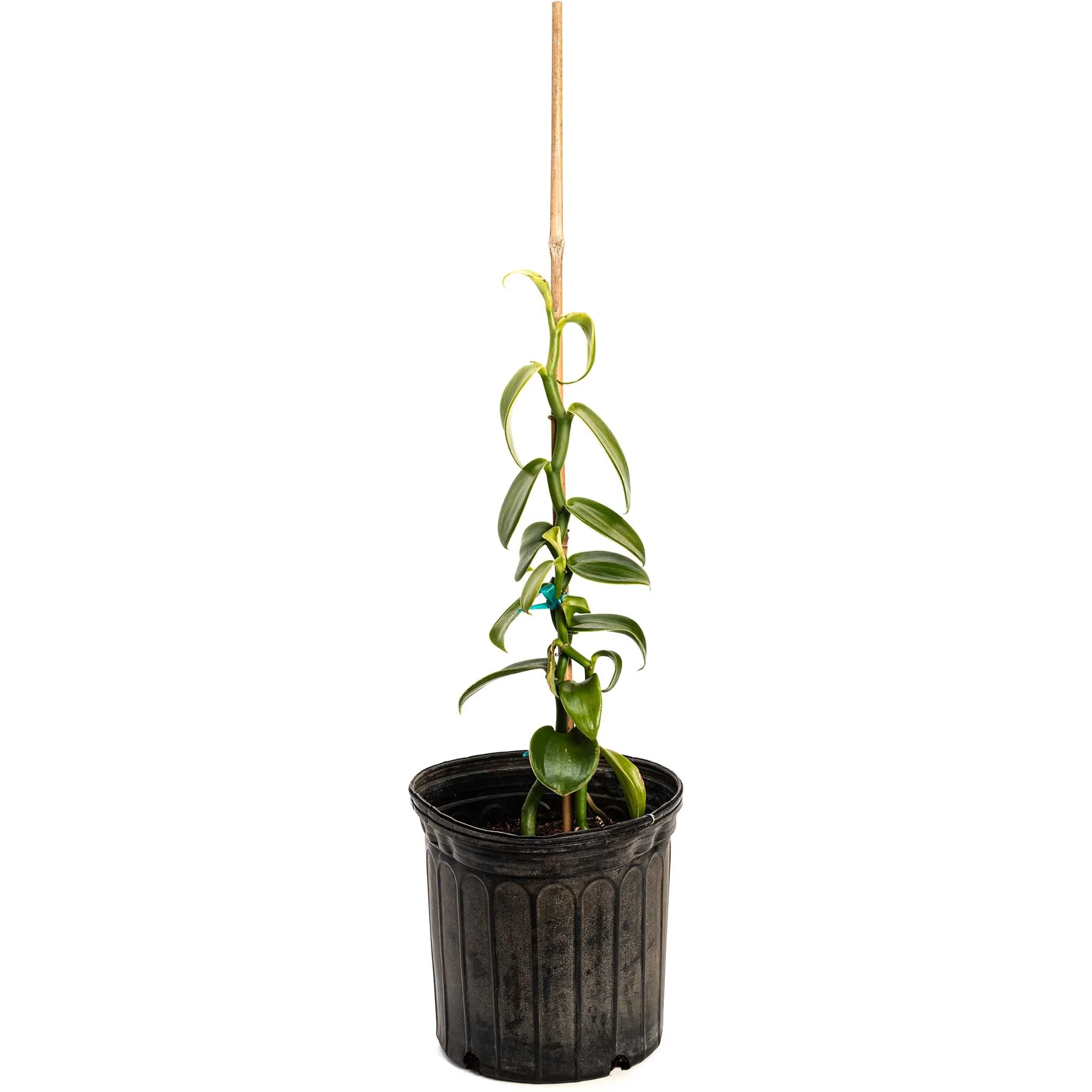 Vanilla Orchid - Image 5