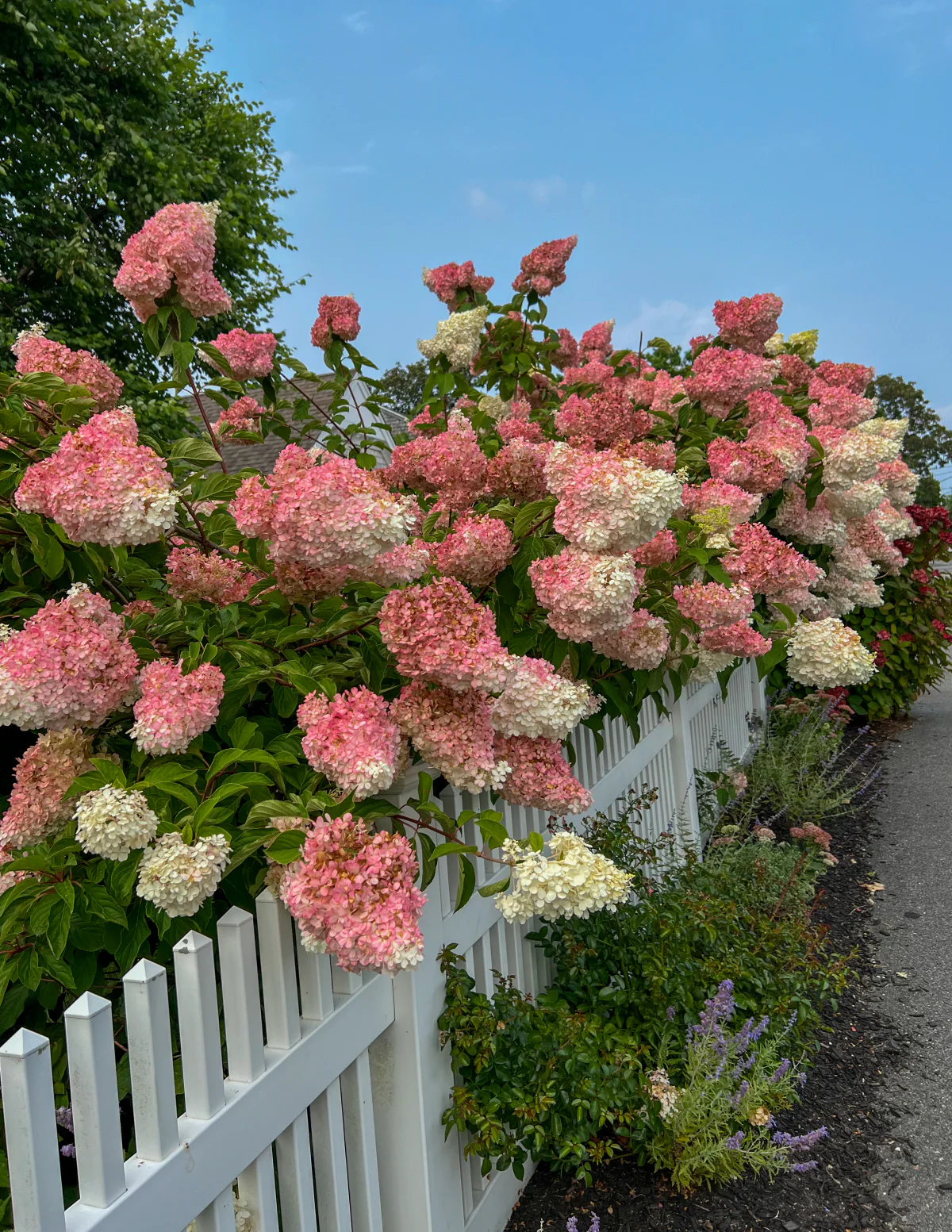 Vanilla Strawberry™ Hydrangea - Image 3