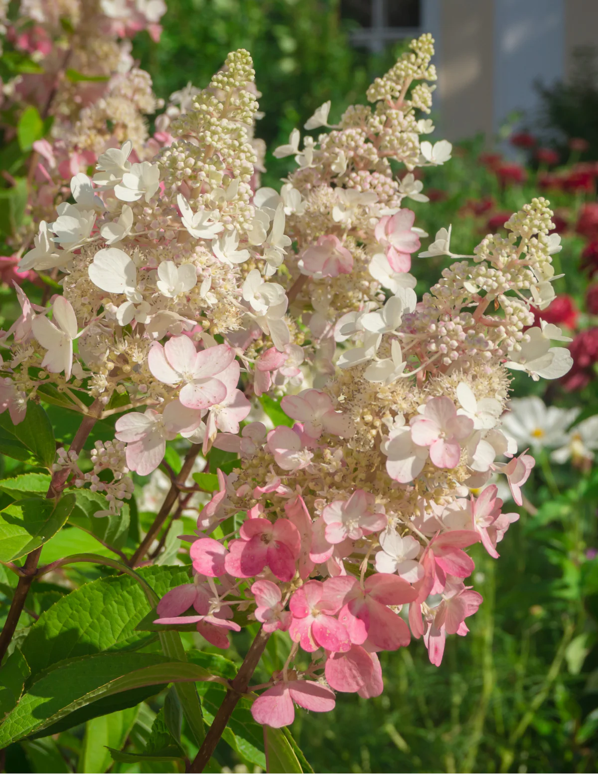 Vanilla Strawberry™ Hydrangea - Image 4