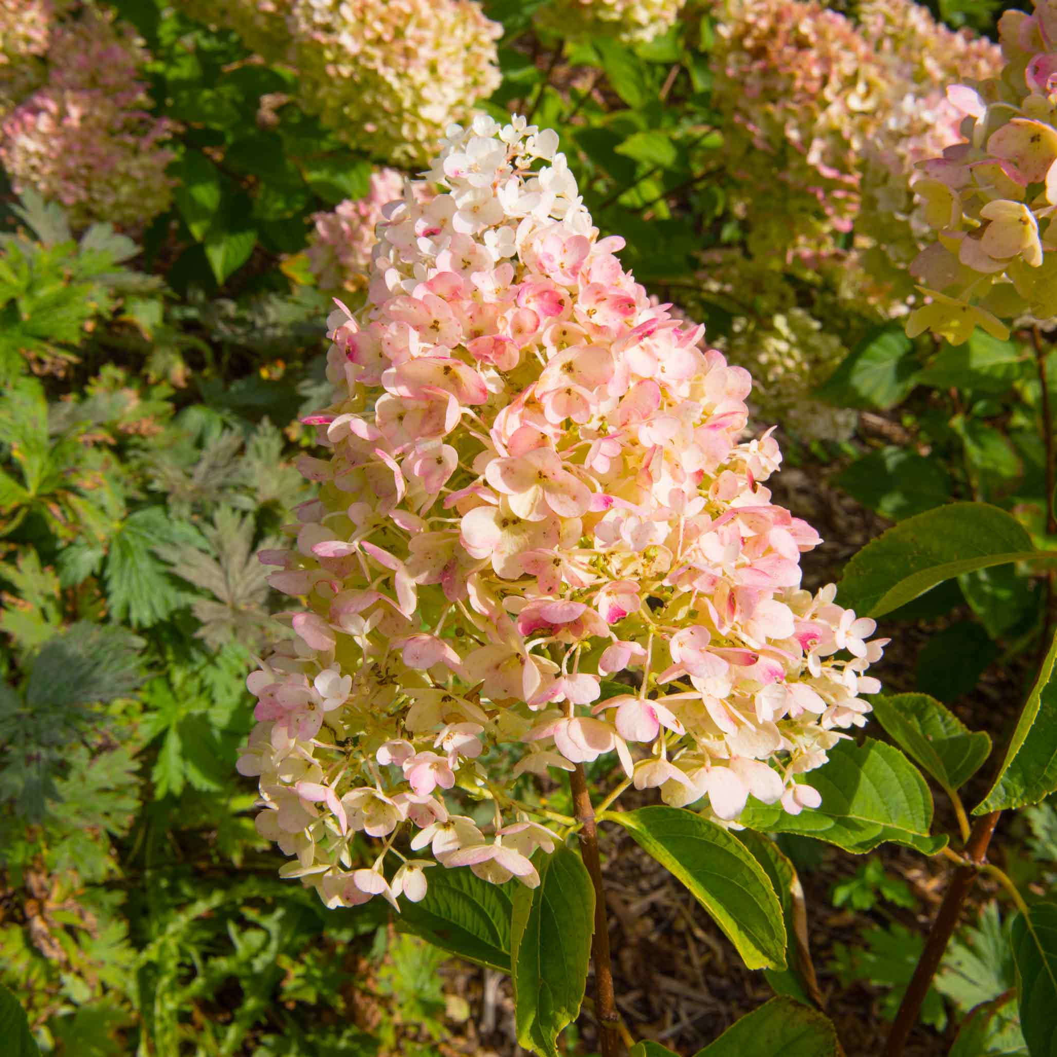 Vanilla Strawberry™ Hydrangea - Image 5