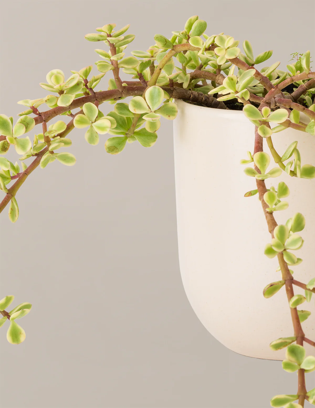 Variegated Elephant Bush Prosperity Plant - Image 10