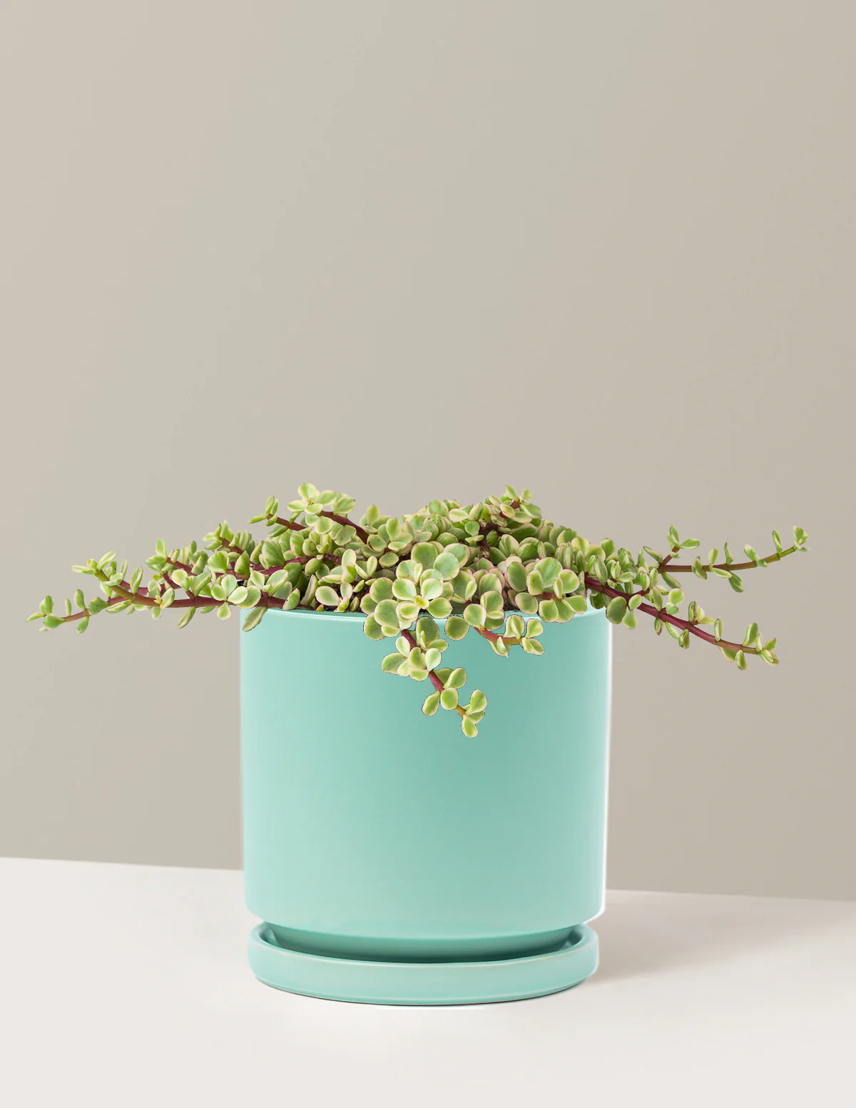 Variegated Elephant Bush Prosperity Plant - Image 11