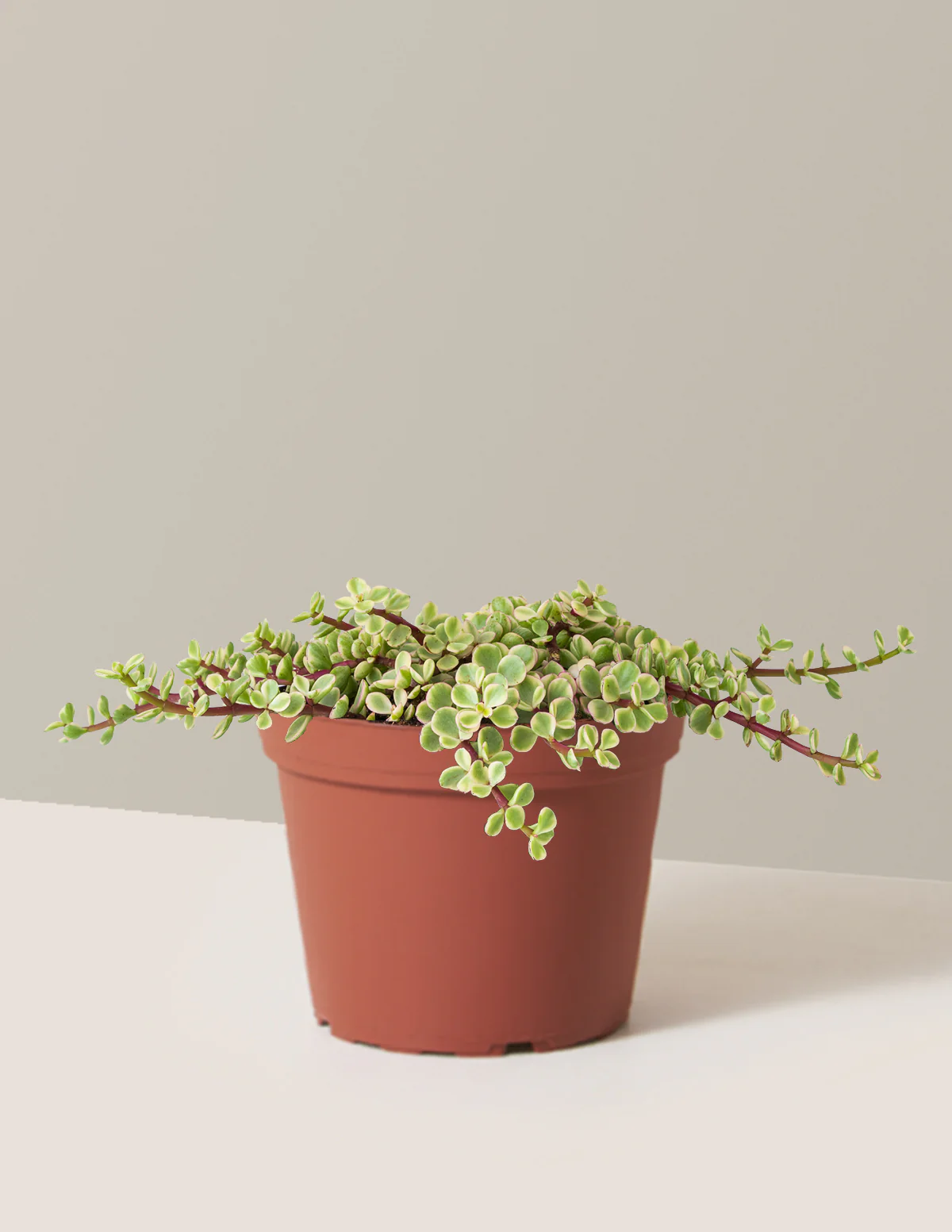 Variegated Elephant Bush Prosperity Plant - Image 12