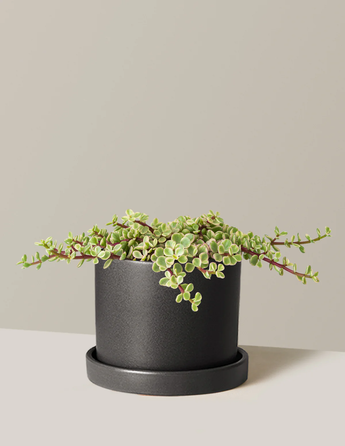 Variegated Elephant Bush Prosperity Plant - Image 13