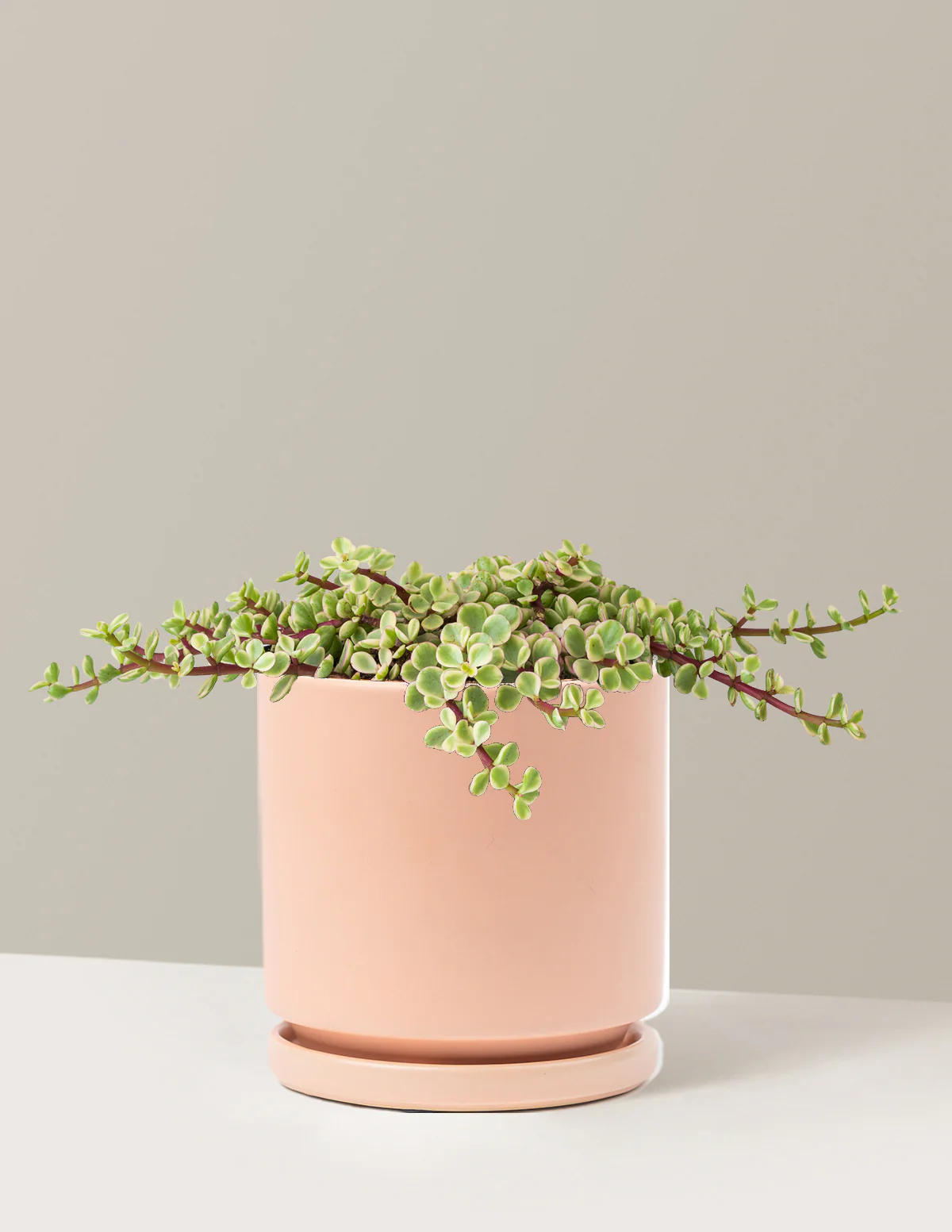 Variegated Elephant Bush Prosperity Plant - Image 14