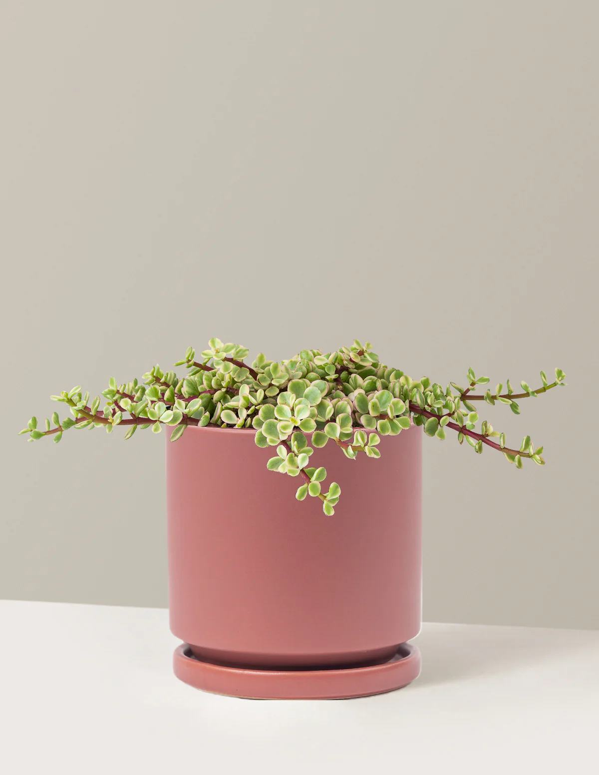 Variegated Elephant Bush Prosperity Plant - Image 15