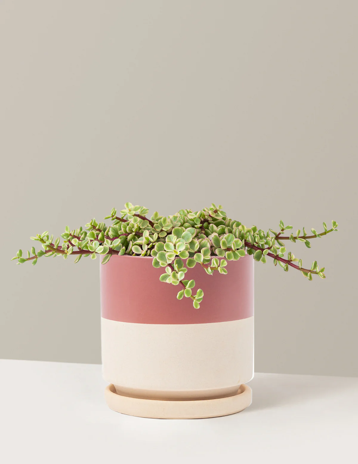 Variegated Elephant Bush Prosperity Plant - Image 16