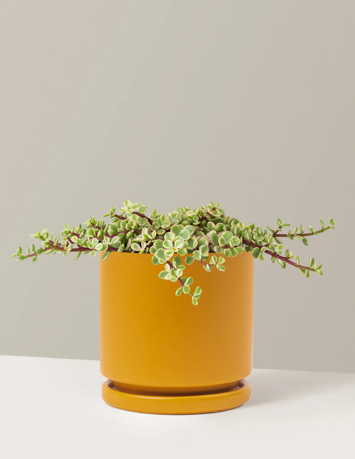 Variegated Elephant Bush Prosperity Plant - Image 17