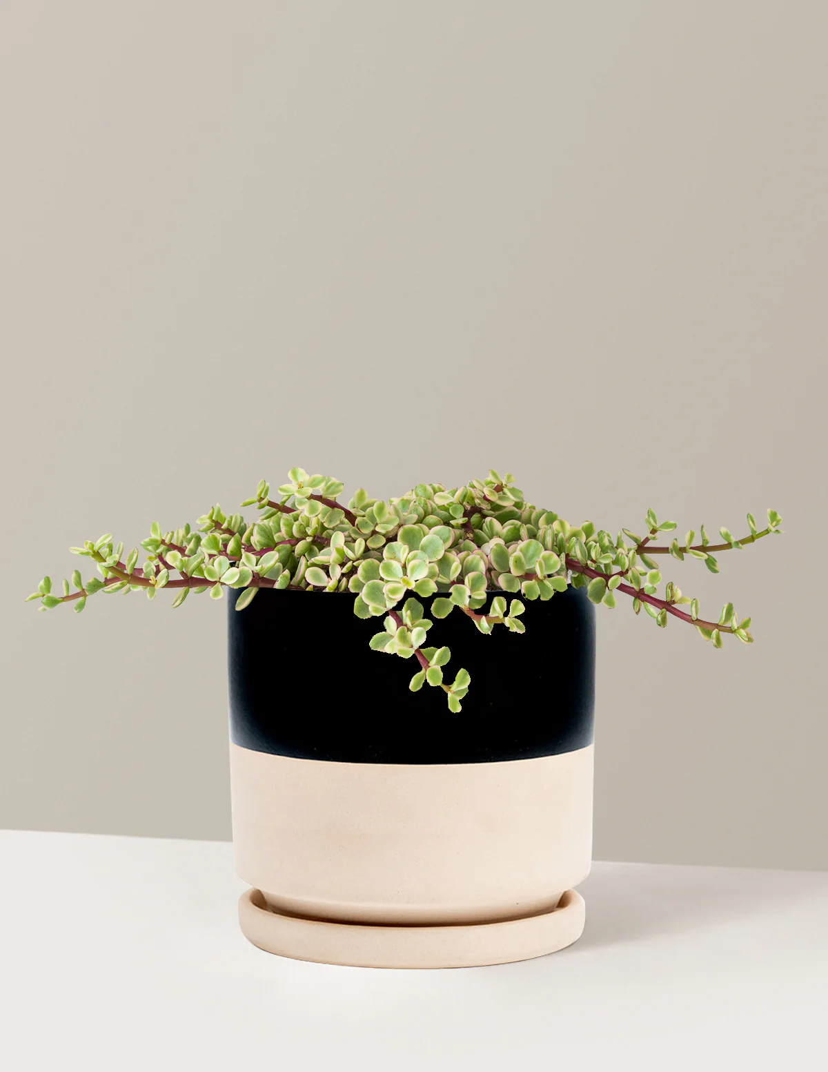 Variegated Elephant Bush Prosperity Plant - Image 18